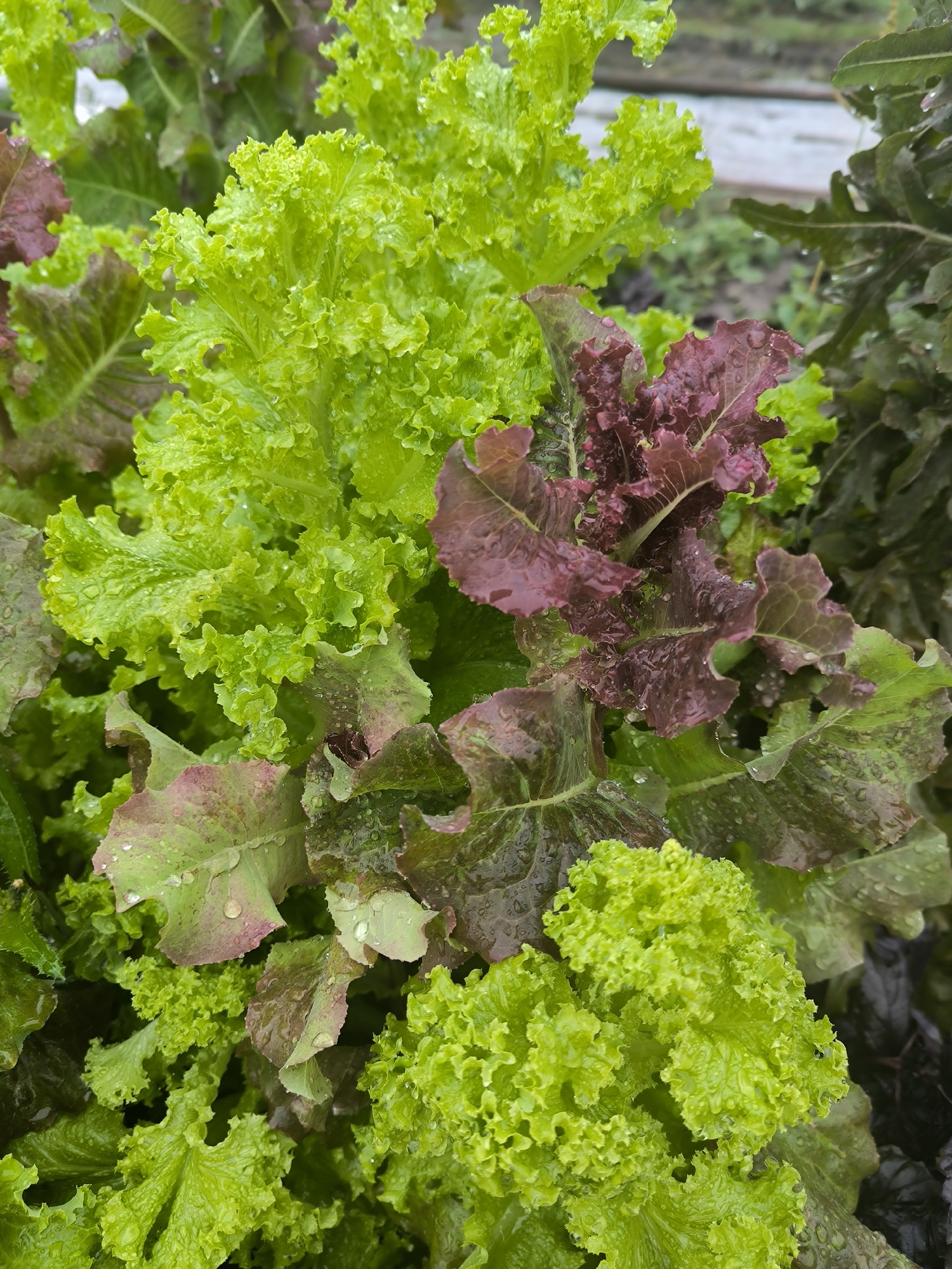 The image shows a close-up view of a patch of mixed lettuce plants, with both bright green and reddish-purple varieties visible. The leaves are wet, suggesting recent rain or watering, and have a ruffled, loose-leaf texture. Some leaves have water droplets on their surfaces. The background is slightly blurred, but appears to be an outdoor garden setting with hints of soil and possibly other greenery. The scene is devoid of any human presence or activity. No specific location in Maiskii, Russia, can be determined from the image alone.