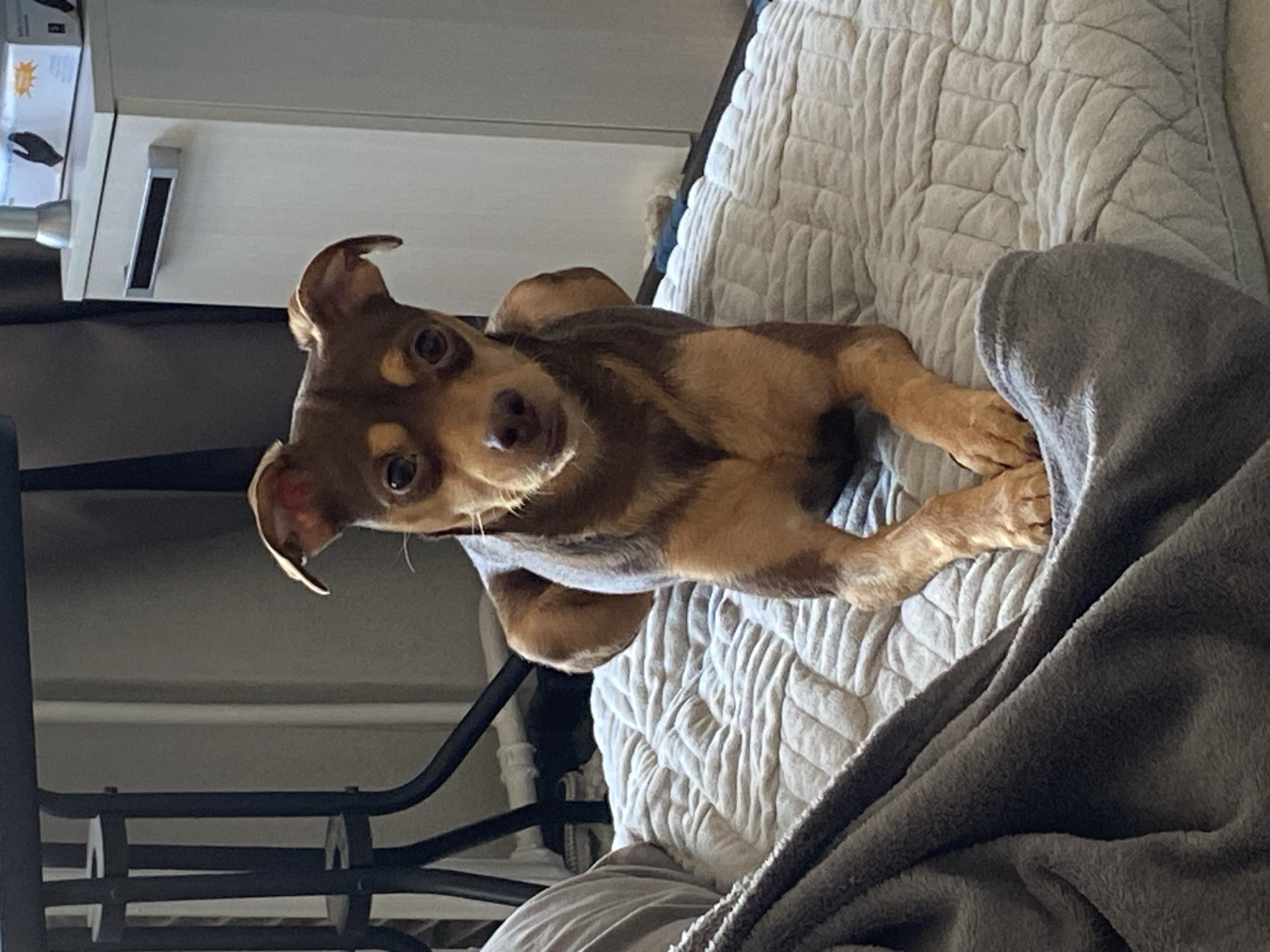 A brown and tan dog lies on a white quilted blanket. A gray blanket is draped over the dog and the bed. To the left of the dog is a black metal frame. Above the frame is a white shelf with a box on top. The location is not apparent in the image.