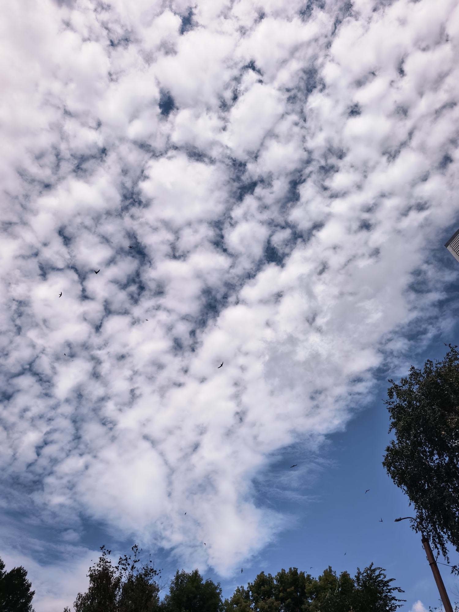 The image shows a sky filled with white, puffy clouds against a bright blue sky. Several birds are visible in flight, appearing as small dark silhouettes against the clouds and sky. In the lower portion of the image, the tops of several green trees can be seen, along with a portion of a tall building and a lamppost on the right side. The perspective is from below, looking upwards. There are no people or interactions depicted. The scene appears to be an outdoor environment in the city of Sterlitamak, Russia, possibly on a clear day with some cloud cover.