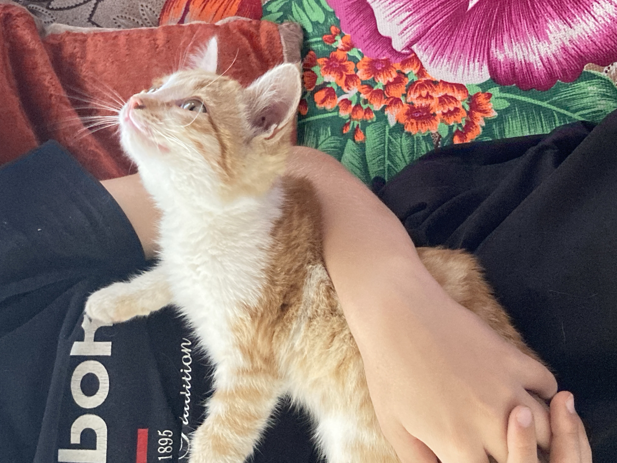 A close-up shot shows an orange and white cat being held by a person. The cat is lying on its back with its head tilted upwards, and its mouth is slightly open. The person's arms are visible cradling the cat. The person is wearing a black t-shirt with white lettering that appears to say "BOK 1895 ambition". In the background, there is a colorful floral pattern on a fabric, and a reddish-brown textured surface. The image is taken indoors, likely in a residential setting. There is no information available to determine the location in the city of Rakity, Russia.