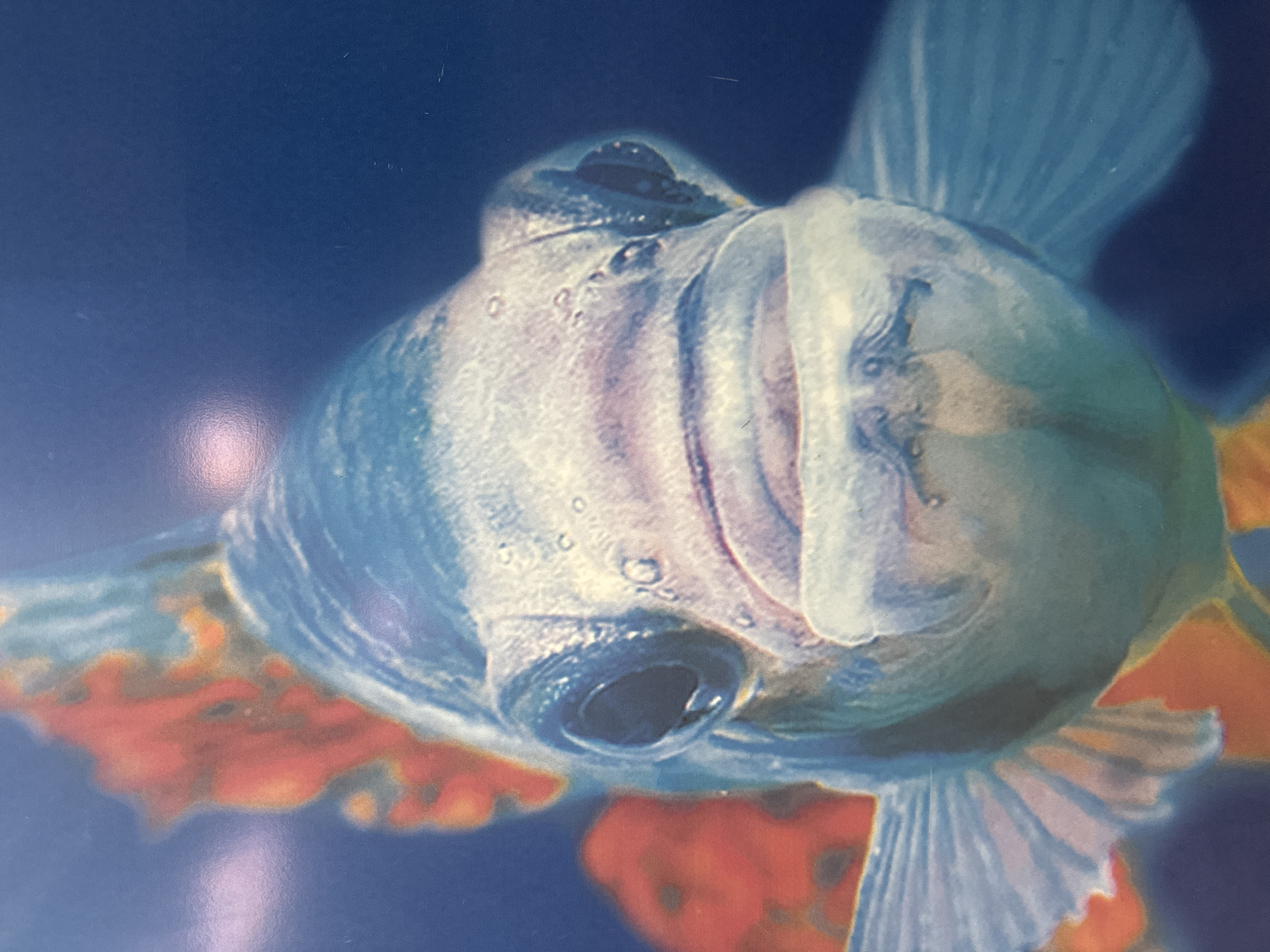 The image is a close-up, head-on view of a blue and orange fish. The fish has large, dark eyes and appears to be looking directly at the camera. Its mouth is slightly open, revealing a pale underside. The scales of the fish are visible, with hints of purple and pink blending with the dominant blue. The fins are spread wide, showing delicate, translucent rays. In the background, out of focus, are areas of vibrant orange and deep blue, suggesting an underwater environment. The lighting creates a slight sheen on the fish's scales, highlighting its smooth, wet surface. The overall impression is of a detailed and colorful portrait of a single aquatic creature.