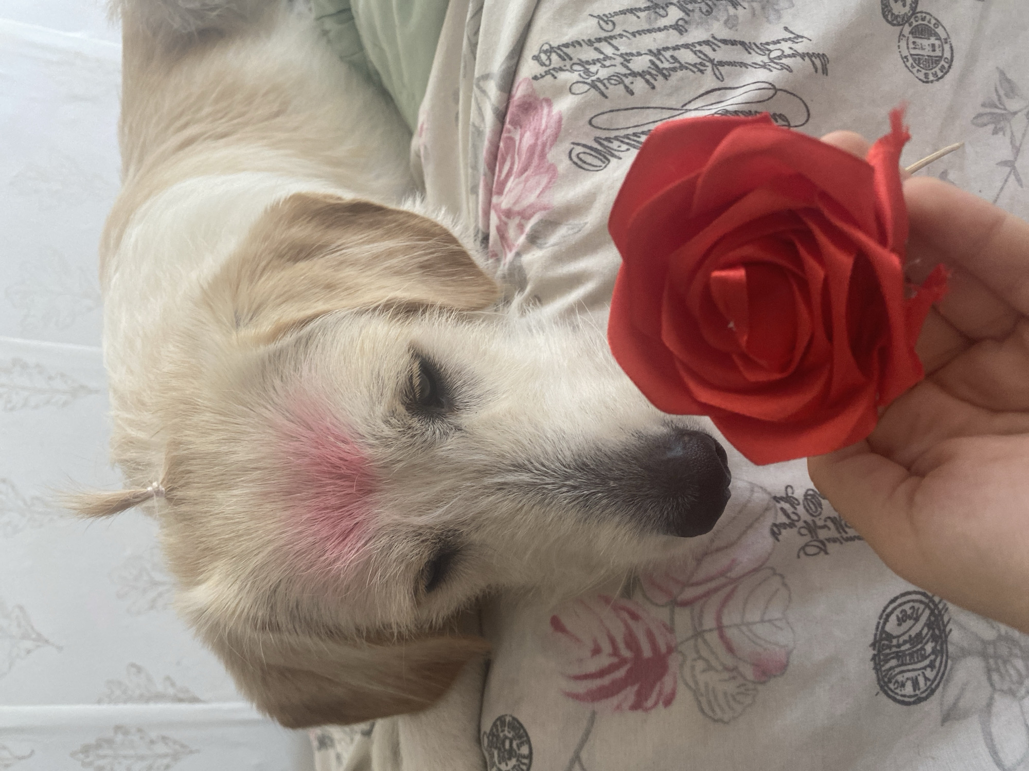 A light-colored dog with pink coloring on its forehead and a small tuft of fur tied with a pink band on top of its head is lying down. In the foreground, a hand holds a red rose close to the dog's face. The dog appears to be on a bed with floral patterned sheets. This scene is located indoors in Blagoevgrad, Bulgaria.
