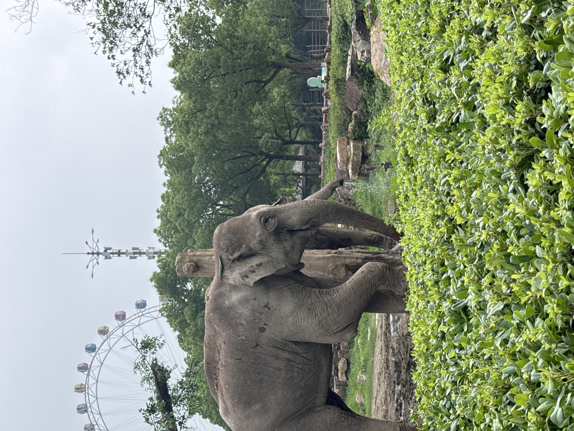 An elephant, appearing to be an Asian elephant, is depicted in an outdoor enclosure, possibly a zoo. The elephant is partially obscured by lush green bushes in the foreground and stands near a tree trunk. Water is spraying from the elephant's trunk, suggesting it is drinking or cooling itself. In the background, trees and fences are visible, and beyond them, a Ferris wheel with colorful gondolas and a telecommunications tower suggest the presence of an amusement park or urban area. The sky is overcast. The overall scene suggests a zoo environment within or near an urban landscape.