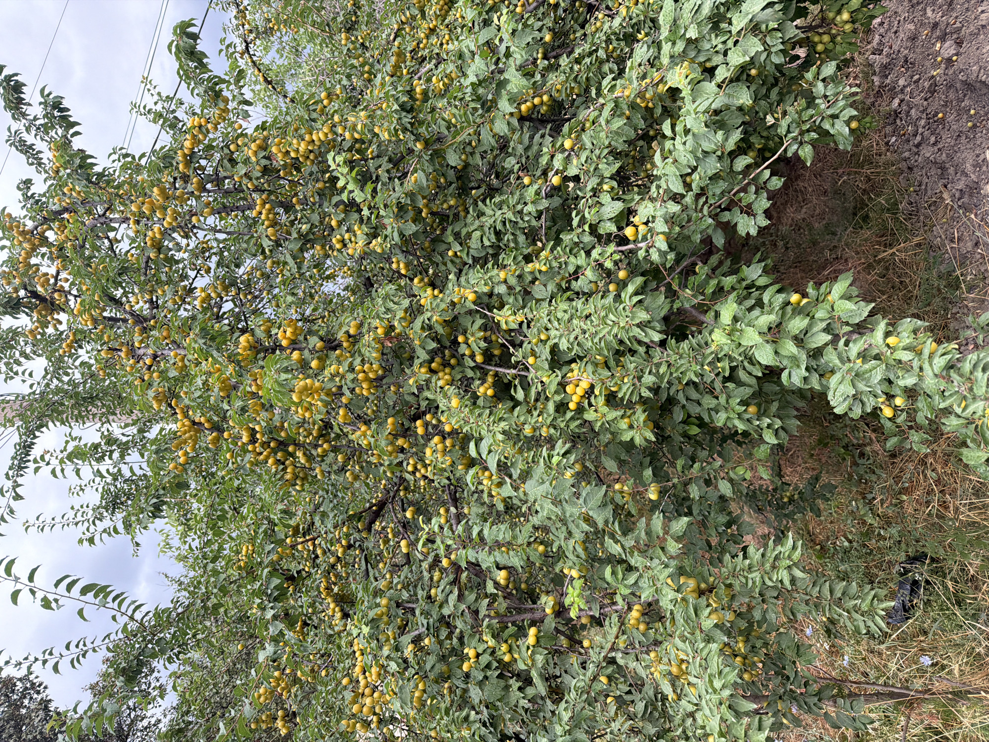 The image shows a plum tree laden with ripe yellow plums. The tree is densely branched and covered with numerous fruits, some of which are falling to the ground. The surrounding environment appears to be an outdoor setting, possibly a garden or yard, with dry grass and soil visible at the base of the tree. The sky is overcast. There are no people or animals clearly visible in the image. The scene appears to be in the city of Khumsan, Uzbekistan, as indicated by the prompt. The image is taken from a medium distance, capturing the full height of the tree and its abundant fruit.