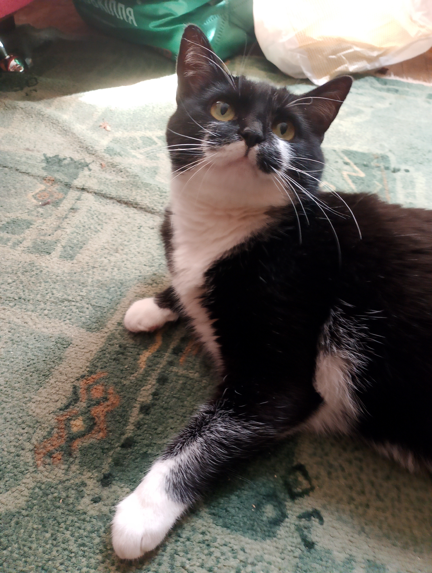 A black and white cat is lying on a green carpet. The cat is looking up and to the left. Its front paws are extended. The carpet has a pattern of gold and brown shapes. In the background, there are some out-of-focus objects, including a green bag and a white bag. The lighting suggests natural light coming from the left.