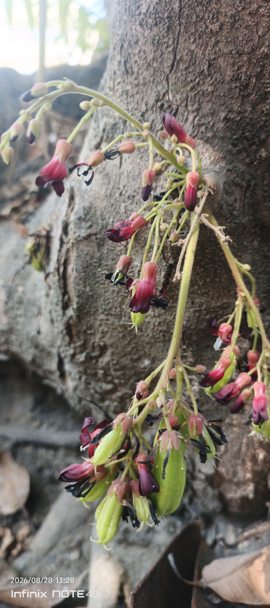A cluster of young, green, oval fruits hangs from a tree trunk in Sidodadi, Indonesia. The fruits are attached to thin, light-green stems, which are adorned with small, unopened buds and a few withered, dark purple flowers. The flowers have pointed petals and dark stamens. The tree trunk, which dominates the background, has a rough, gray-brown texture with visible cracks and crevices. The lighting suggests an outdoor setting, possibly during the day, with some ambient light filtering from the upper left. A spiderweb is faintly visible on one of the stems. The lower portion of the image displays a timestamp "2026/08/28 13:28" and the text "Infinix NOTE 40" in white.