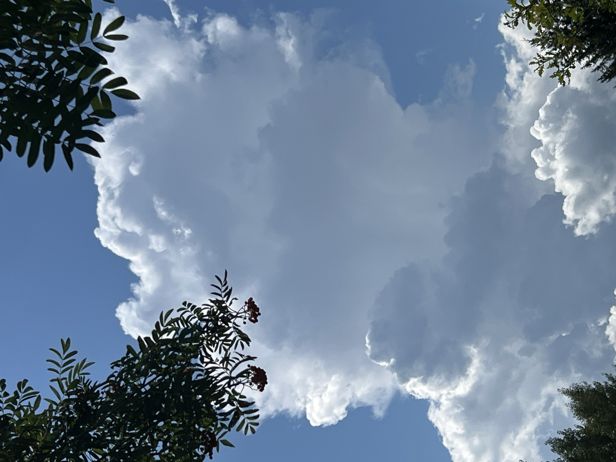 The image captures a dynamic sky with dramatic cloud formations, predominantly white cumulus clouds that rise vertically, tinged with gray shadows indicating their depth and thickness. The sky is a clear blue, providing a backdrop for these towering clouds. In the foreground, on the left and right edges of the frame, are the dark green leaves and branches of trees, with some clusters of small, dark red berries visible on the left side. The scene appears to be an outdoor natural environment, possibly in or near a forested area. The location is identified as Mochishche, Russia. There are no people or animals visible in the image. The overall impression is one of a bright, slightly overcast day with significant cloud development.