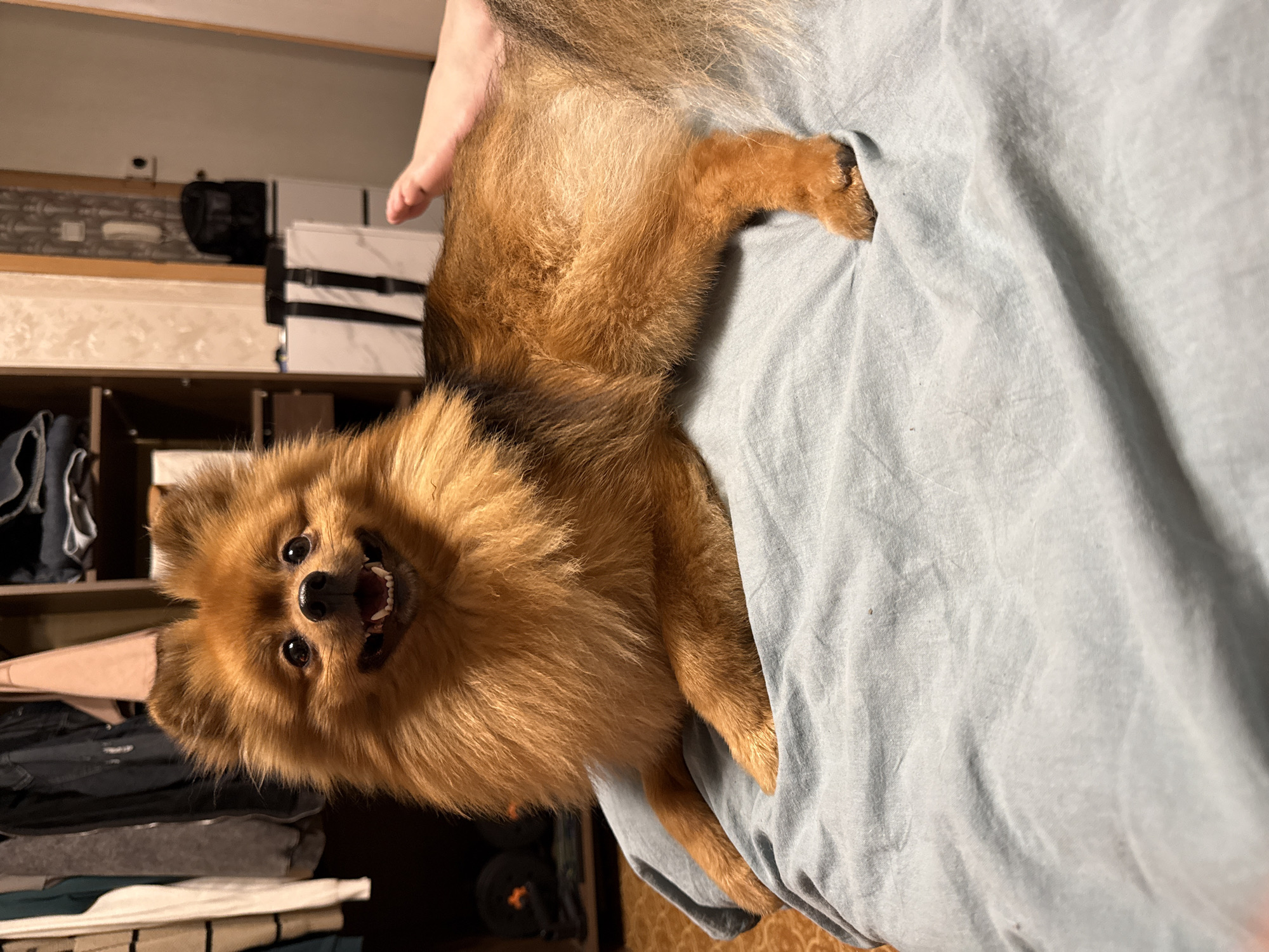 A fluffy, tan Pomeranian dog with its mouth open in a smile is lying on a light blue blanket. The dog's front paws are resting on the blanket, and its body extends away from the viewer. In the background, a closet is visible with clothes hanging on hangers and shelves filled with items. To the right of the closet, a foot is visible, suggesting a person is lying next to the dog. The environment appears to be a domestic setting, possibly a bedroom. The overall lighting suggests it is indoors, likely at night or in a dimly lit room. The location is described as Khimki, Russia, though there are no specific visual cues to confirm this detail within the image itself.