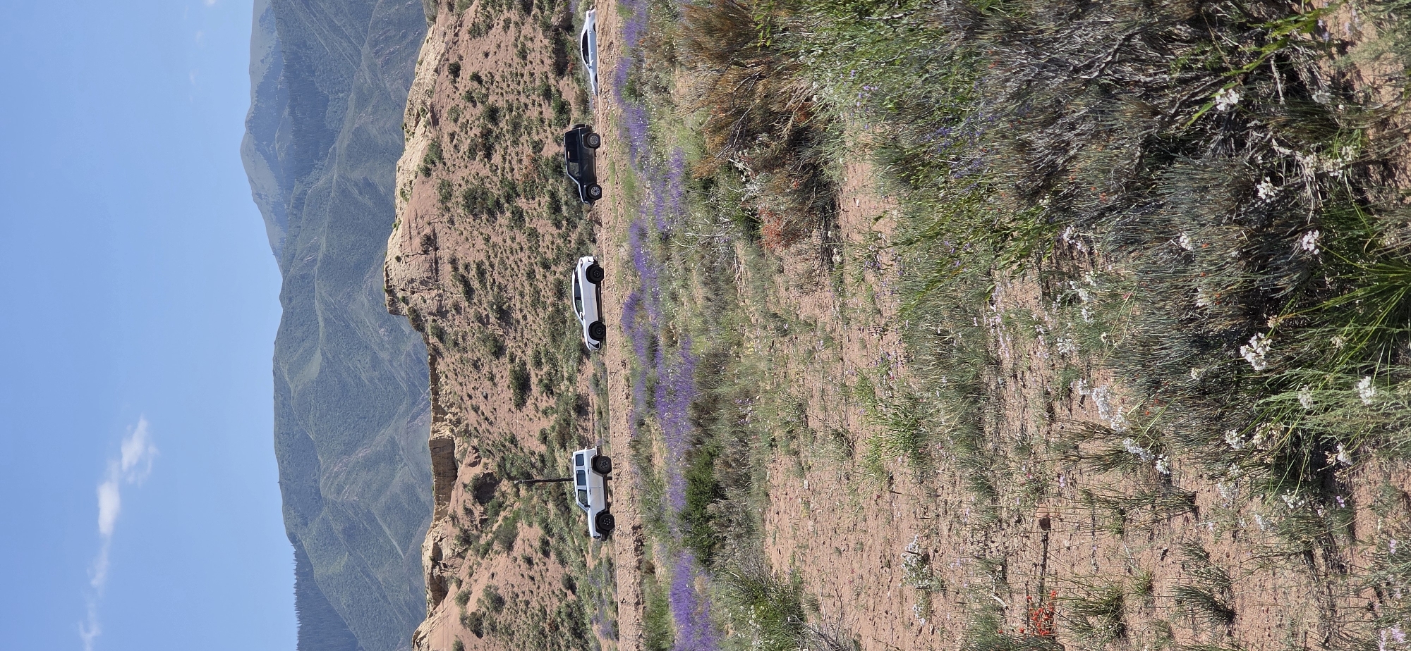 This is a wide shot of a rural landscape in Tosor, Kyrgyzstan, on a clear day with a blue sky and a few sparse clouds. In the foreground, sandy soil is covered with sparse green and purple vegetation, including small white flowers. A dirt road runs horizontally across the middle ground, bordered by more purple flowering plants. Four vehicles are on the road: a white SUV, a white crossover SUV, a dark SUV, and a light-colored sedan. Beyond the road, a hillside of reddish-brown soil is covered with scrubby bushes and small plants, with layered green mountains in the background.