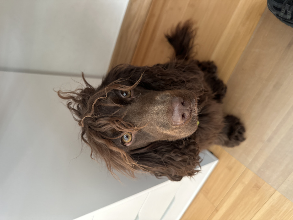The scene depicts an indoor setting in Wealden, United Kingdom. A medium-sized domestic dog, exhibiting dark brown, curly fur consistent with a spaniel breed, is positioned centrally, seated on a light-toned wooden floor. The fur on its head is notably disheveled and stands upright, creating a distinct, unkempt coiffure, with some strands falling over its amber-colored eyes. Its gaze is directed forward, towards the viewer. A small, spherical, light-green object is visible lodged between the dog's lower lip and chin. To the left of the dog, a section of a white or light-grey furniture item, possibly a cabinet, is partially visible. The background consists of a plain, light-colored wall. A dark, indistinct object is partially observable in the bottom right corner of the frame.