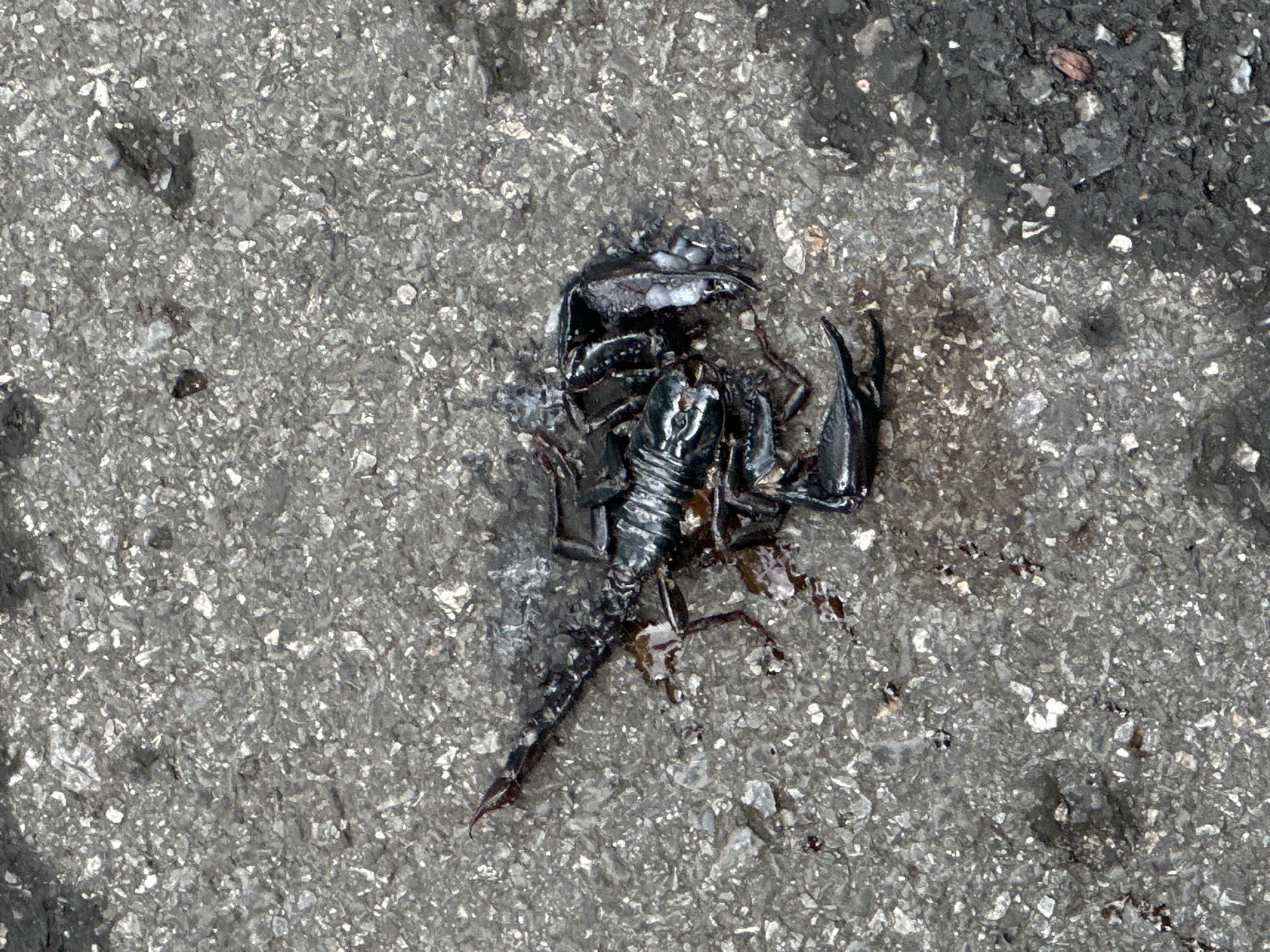A deceased black scorpion lies on a wet, grey asphalt surface. The scorpion is positioned centrally in the frame, curled on its side. Dark, reddish-brown fluid, likely blood, is visible beneath and around the scorpion's body, indicating it is injured or has been crushed. The asphalt surface appears textured with small, reflective aggregate pieces and shows patches of wetness and darker, possibly oily, areas. The scene is devoid of human presence. The background consists solely of the asphalt.