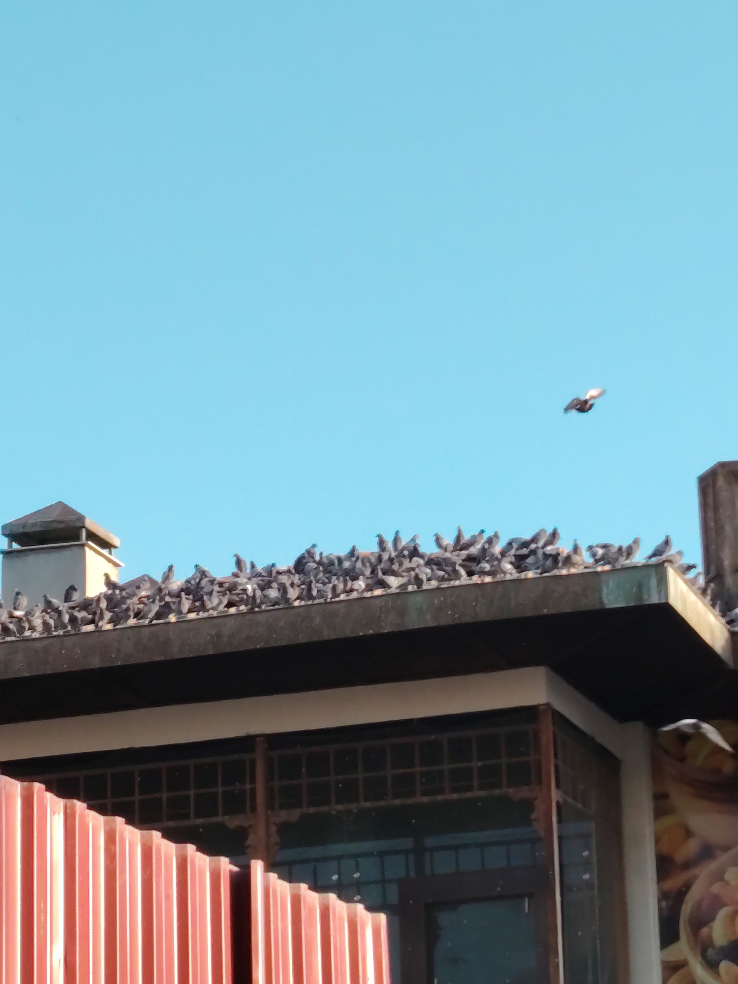 This daytime photograph, taken in Tepebaşı, Turkey, captures a dense flock of pigeons resting on the flat rooftop of a building under a clear, bright blue sky. The pigeons, appearing in various shades of grey and black, cover almost the entire visible surface of the roof, suggesting a large gathering. One pigeon is prominently featured in mid-flight in the upper right portion of the sky, its wings blurred by motion.
On the left side of the rooftop, a light-colored, square structure with a darker cap, resembling a chimney or ventilation shaft, stands out against the sky. The roof itself appears dark and sturdy. Below the roofline, the upper section of the building is visible, featuring a dark-framed facade with a grid pattern, possibly windows or decorative elements.
In the lower left foreground, a section of bright red, vertically corrugated metal siding or paneling partially obscures the building. On the far right, a small portion of a large image or advertisement featuring various food items, such as nuts and baked goods, is visible, hinting at a commercial establishment below. The clear blue sky and bright lighting indicate good weather conditions. No people or visible text are discernible in the image.