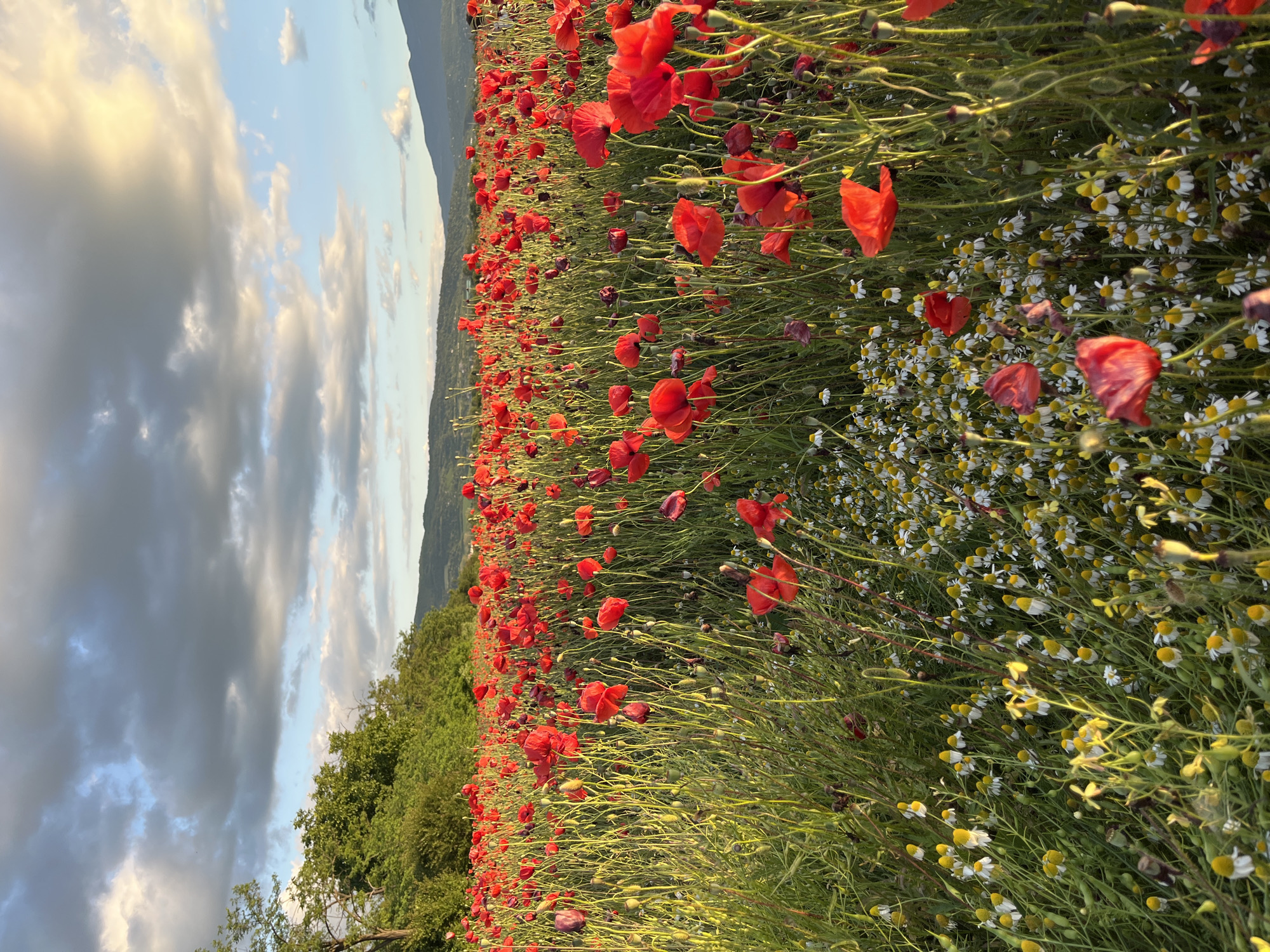 A field of poppies and chamomile flowers stretches out towards rolling hills under a partly cloudy sky. The flowers are predominantly red poppies with some white chamomile flowers scattered throughout. The lighting suggests either early morning or late afternoon. The background shows green trees and hills. There are no people or animals visible in the image. The scene is one of natural beauty in a rural setting.