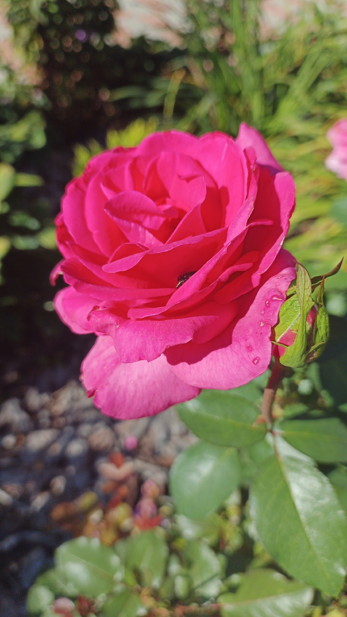 A close-up, vertical shot shows a vibrant pink rose in bloom, set against a softly blurred background of green foliage and dark ground cover. The rose, centered in the frame, displays layers of delicate petals, with a small dark insect visible near its center. A green rosebud is positioned to the right of the main bloom, with dew drops clinging to its petals. The sunlight casts subtle shadows across the rose's surface, highlighting its texture and form. The environment suggests an outdoor garden setting, possibly in Remeslennyi, Russia, given the prompt's context. The lighting indicates it is daytime, with the sun creating a bright and natural scene.