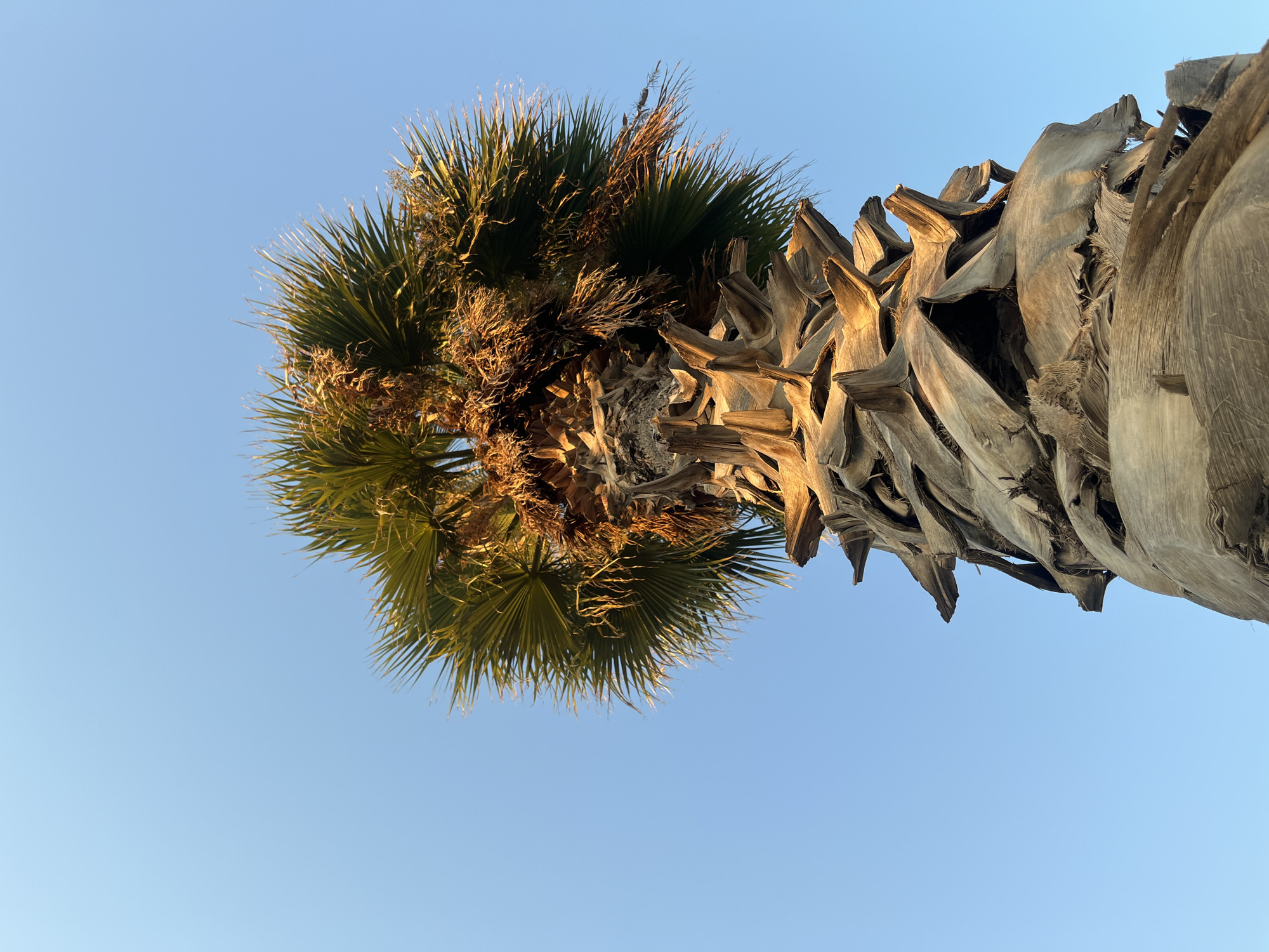 A close-up, low-angle shot captures the textured trunk and crown of a palm tree against a clear, pale blue sky. The trunk is thick and rough, with layers of dried, fibrous material peeling away, creating a rugged, sculptural appearance. The remaining fronds at the top are a vibrant green, with some dried, brown fronds interspersed, hinting at the change of seasons or natural shedding. The sunlight illuminates the top of the trunk and the fronds, casting a warm glow. The image was taken in Paleo Faliro, Greece. There are no people or animals visible in the frame.