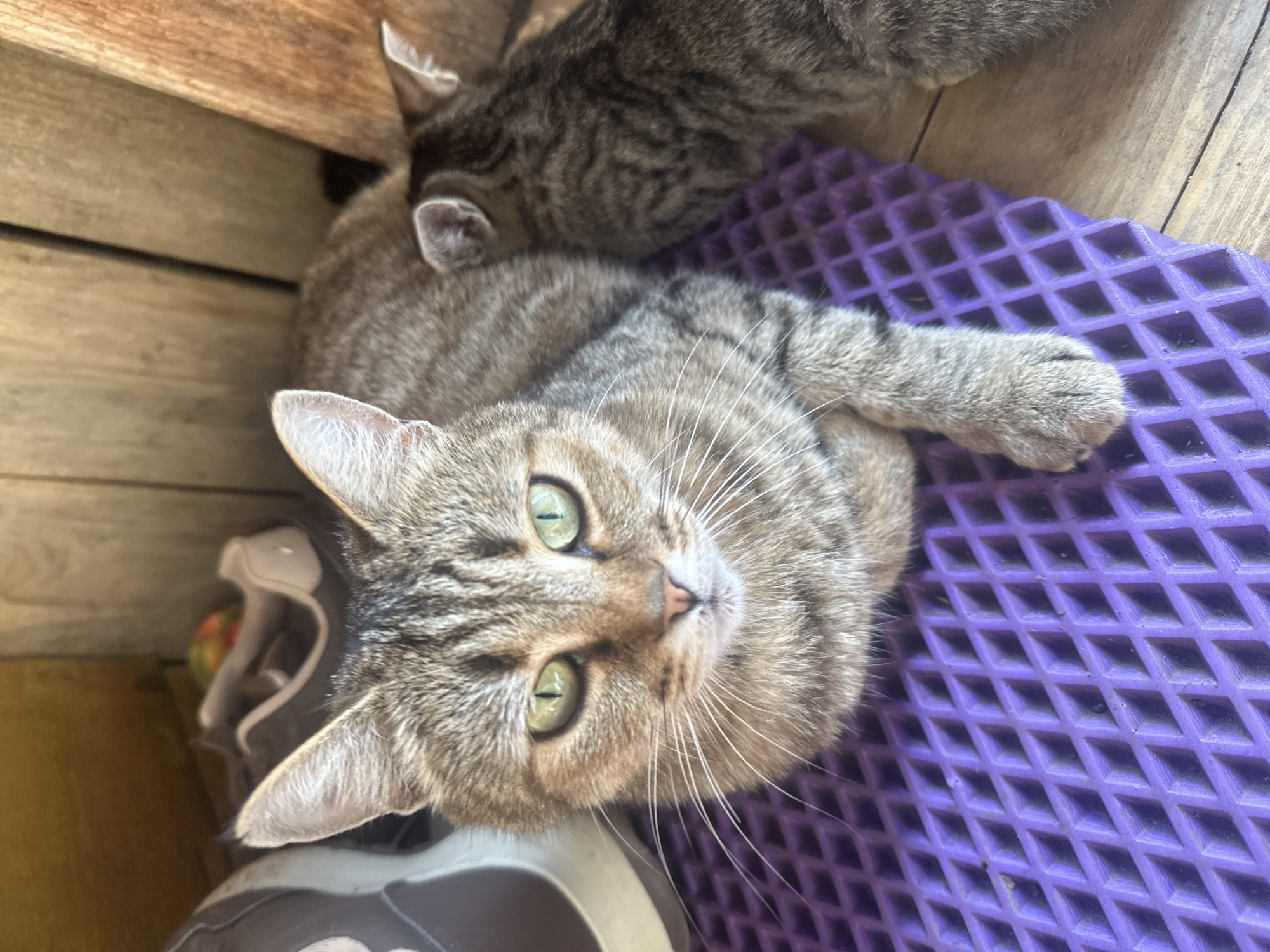 Two cats, one adult and one kitten, rest on a purple textured mat in an outdoor setting, possibly a porch or patio. The adult tabby cat is in the foreground, facing the camera with striking green eyes. Its paws are resting on the mat, and its body is partially visible. Behind the adult cat, a smaller tabby kitten is nestled, with only its head and back visible. The background consists of wooden planks and what appears to be a pair of shoes. The lighting suggests it is daytime. The location of Вознесенка, Russia, is not discernible from the visual information in the image.