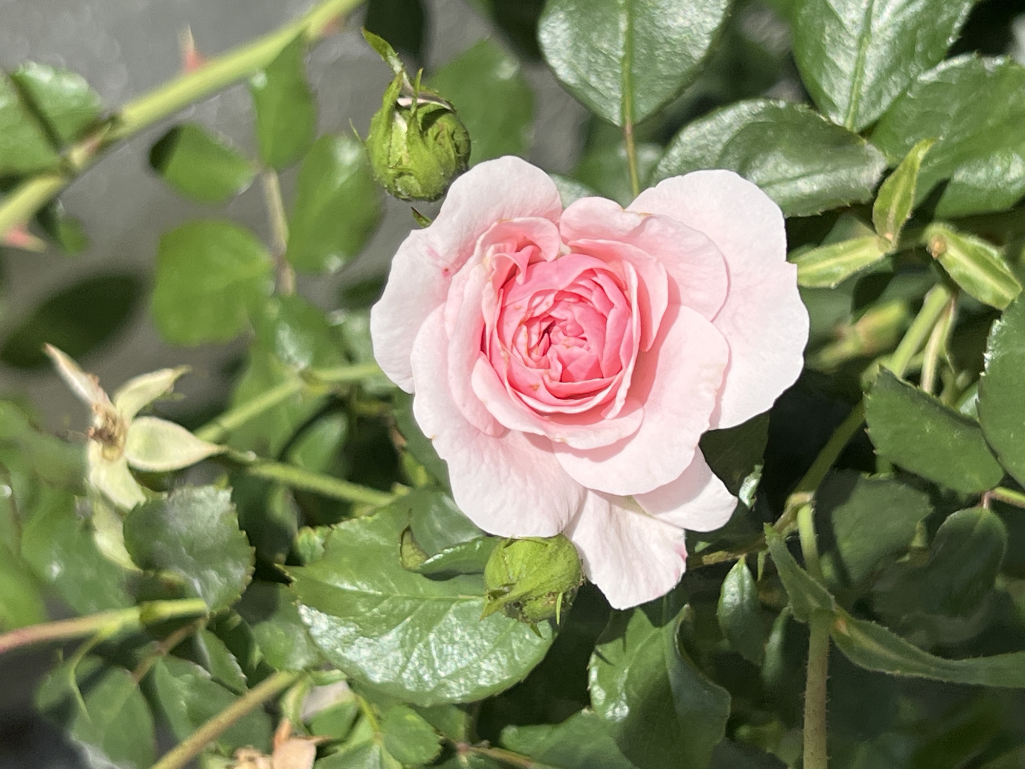 A light pink rose is in full bloom, with its delicate petals unfurling in the center. The rose is surrounded by lush green leaves, some of which are glossy from the sunlight. Two rosebuds, still tightly closed, are visible to the left and right of the main bloom. The background is a soft blur of green foliage and dappled light, suggesting an outdoor setting, possibly a garden in Freising, Germany. The image captures the natural beauty of the rose in its blooming phase.