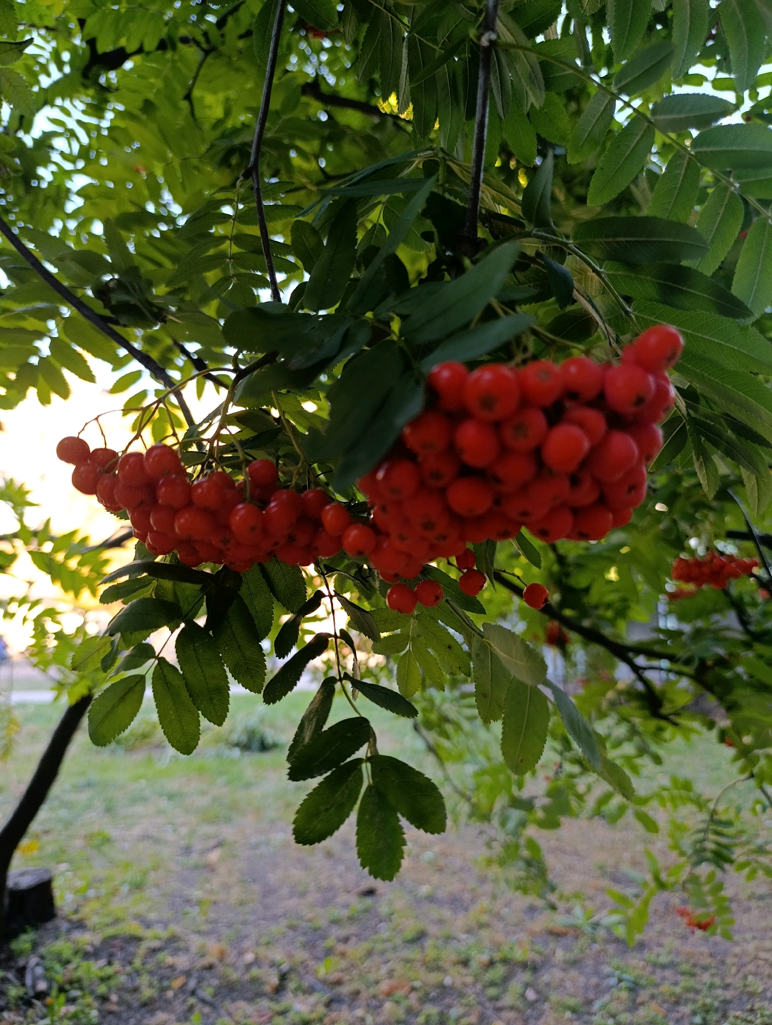 In Cherkasy, Ukraine, a close-up shot captures clusters of ripe, red rowan berries hanging from a tree amidst lush green foliage. The berries are vibrantly red and appear plump, suspended on thin stems. The leaves of the tree are a deep green, some showing a slightly serrated edge. Sunlight filters through the leaves, creating a dappled effect and highlighting the textures of the foliage. In the background, a blurred landscape reveals a grassy area with scattered leaves and the hint of a tree trunk on the left side. The overall impression is of a natural scene, likely a park or garden setting within the city.