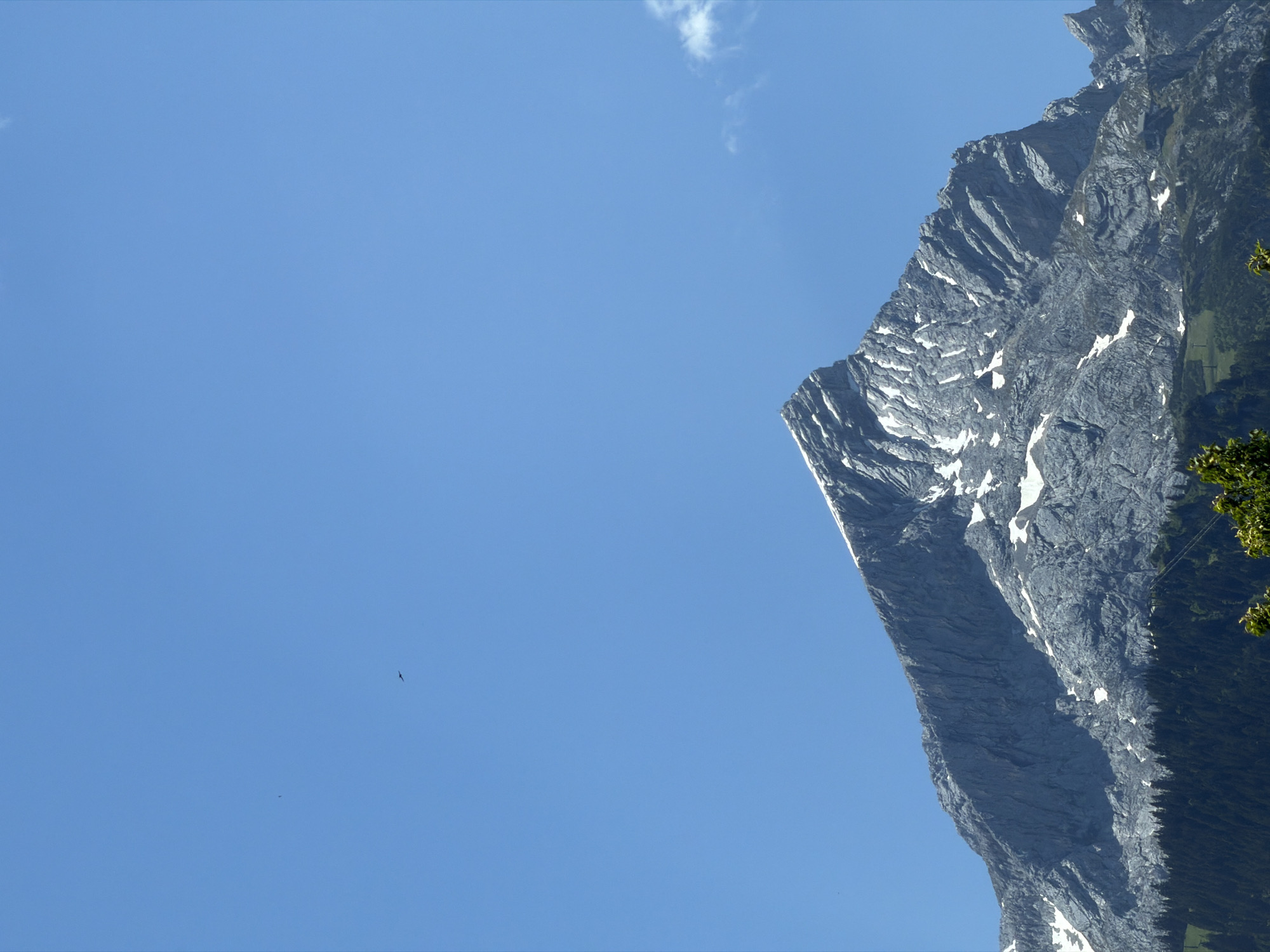 The image shows a panoramic view of the Zugspitze massif, the highest peak in Germany, located in Garmisch-Partenkirchen. The mountain's rocky, jagged summit is partially covered in snow, contrasting with the deep blue sky above. A few small white clouds are visible to the right. A dark silhouette of a bird is flying in the upper left quadrant of the sky. At the base of the mountain, a dense, dark green forest of pine trees stretches across the landscape. The overall scene depicts a majestic mountain range under a clear, sunny sky.