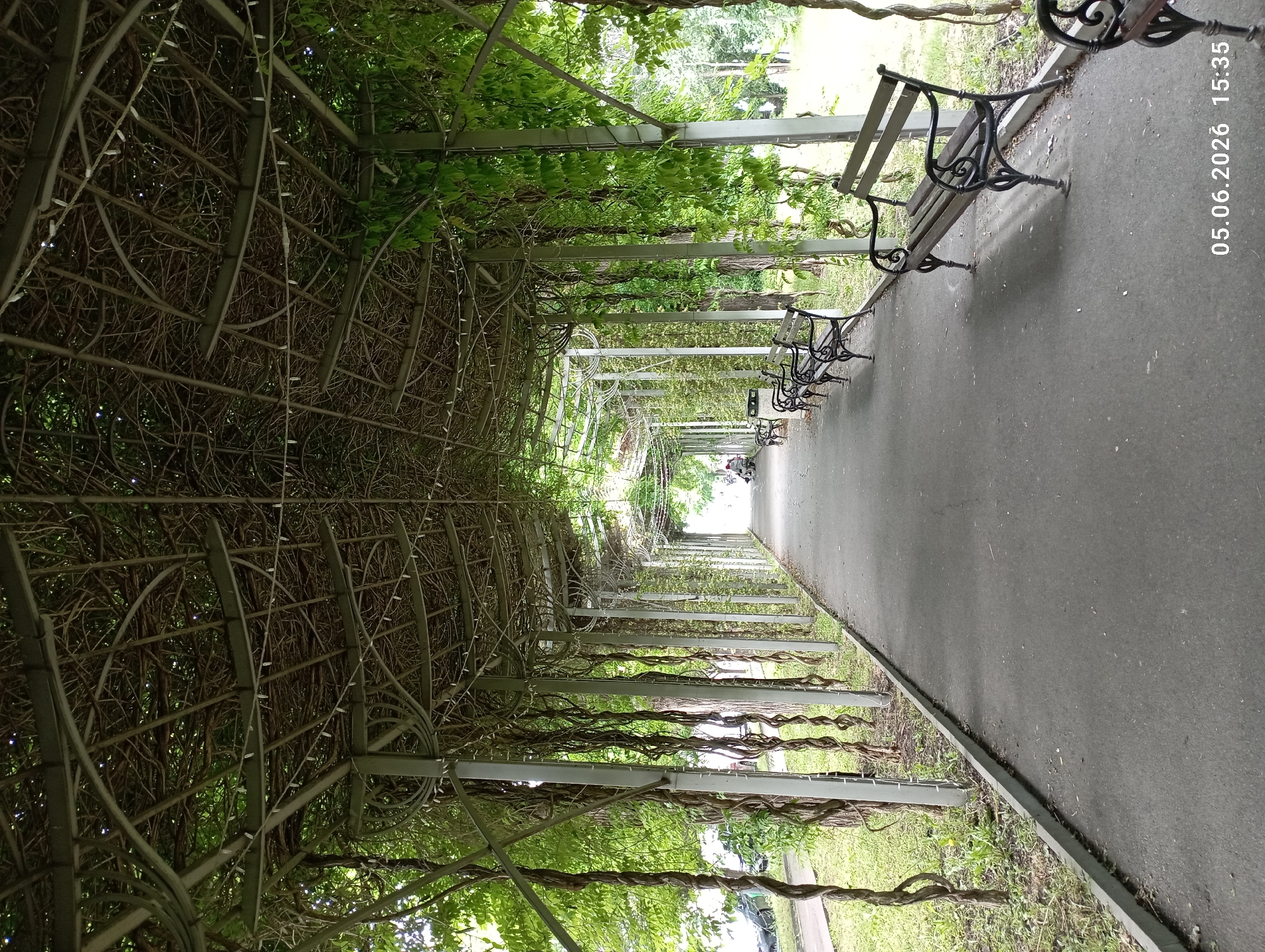The image displays a long, covered walkway or pergola within a park or garden setting, captured from a slightly elevated perspective. The structure consists of a light-colored metal framework covered extensively with both leafy green vines and bare, intertwining woody branches, forming a natural, arched canopy. Small, white string lights are woven through the dry vines, indicating potential nighttime illumination.
A dark grey paved path extends straight through the center of the pergola, receding into the distance. Along the right side of this path, several ornate black metal park benches with wooden seats are visible, positioned to face the walkway. Beyond the pergola on both sides, green grass and trees suggest an open, natural environment.
In the far distance, at the end of the shaded passage, the path opens into a brightly lit area. Several indistinct figures of people can be seen further down the walkway; one appears to be on a bicycle or scooter, and another individual is seated on a distant bench.
The scene takes place on a clear, bright day, with diffused sunlight filtering through the overhead foliage. The overall atmosphere is peaceful and serene, offering a shaded retreat. In the top right corner of the image, the date and time "05.06.2026 15:35" are visible, indicating the media was captured in the late afternoon.