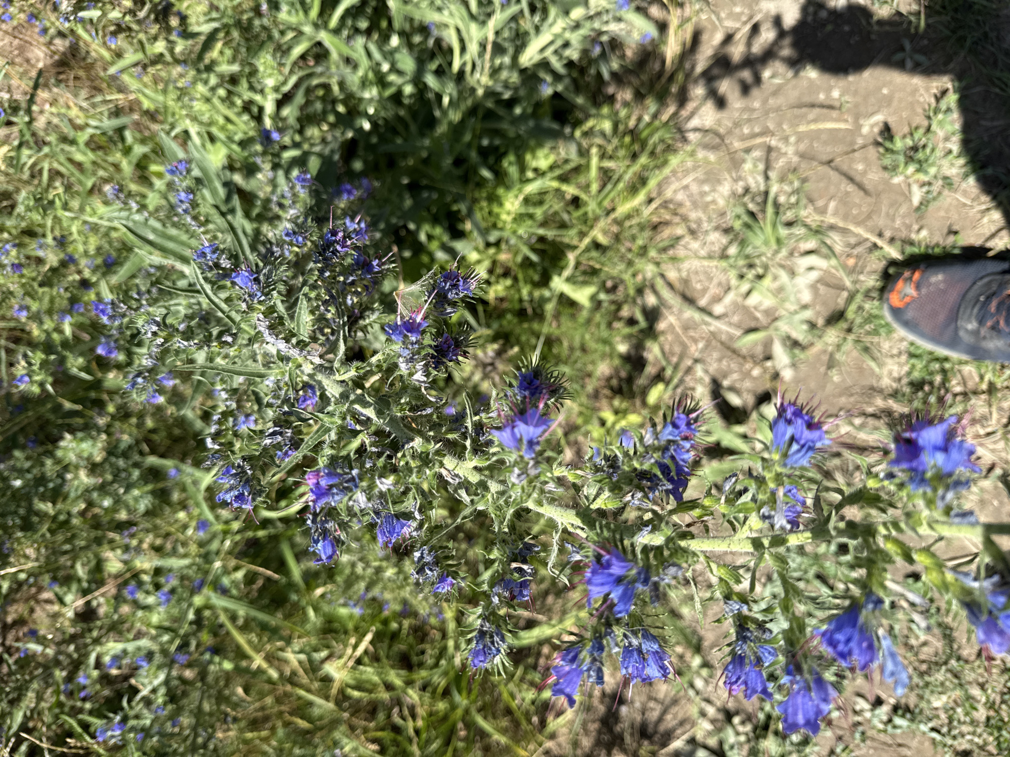 In Kołczewo, Poland, a close-up, slightly out-of-focus, vertical photograph captures a patch of blue wildflowers and green foliage under a bright, likely sunny sky. The dominant subject is a cluster of vibrant blue flowers with spiky, green stems and leaves, some appearing to have purple or pink accents. The flowers are densely packed, with several blooms in sharp focus and others softly blurred. Surrounding the flowers is a background of out-of-focus green grasses and other vegetation, interspersed with patches of dry, light brown earth. In the lower right corner of the frame, a portion of a person's foot, wearing a dark shoe with orange accents, is visible, casting a shadow on the ground. The shadow suggests the sun is high in the sky, casting a distinct silhouette. The overall impression is a natural, outdoor scene, likely a meadow or field, characterized by the vivid blue of the flowers against the green and brown of the environment.