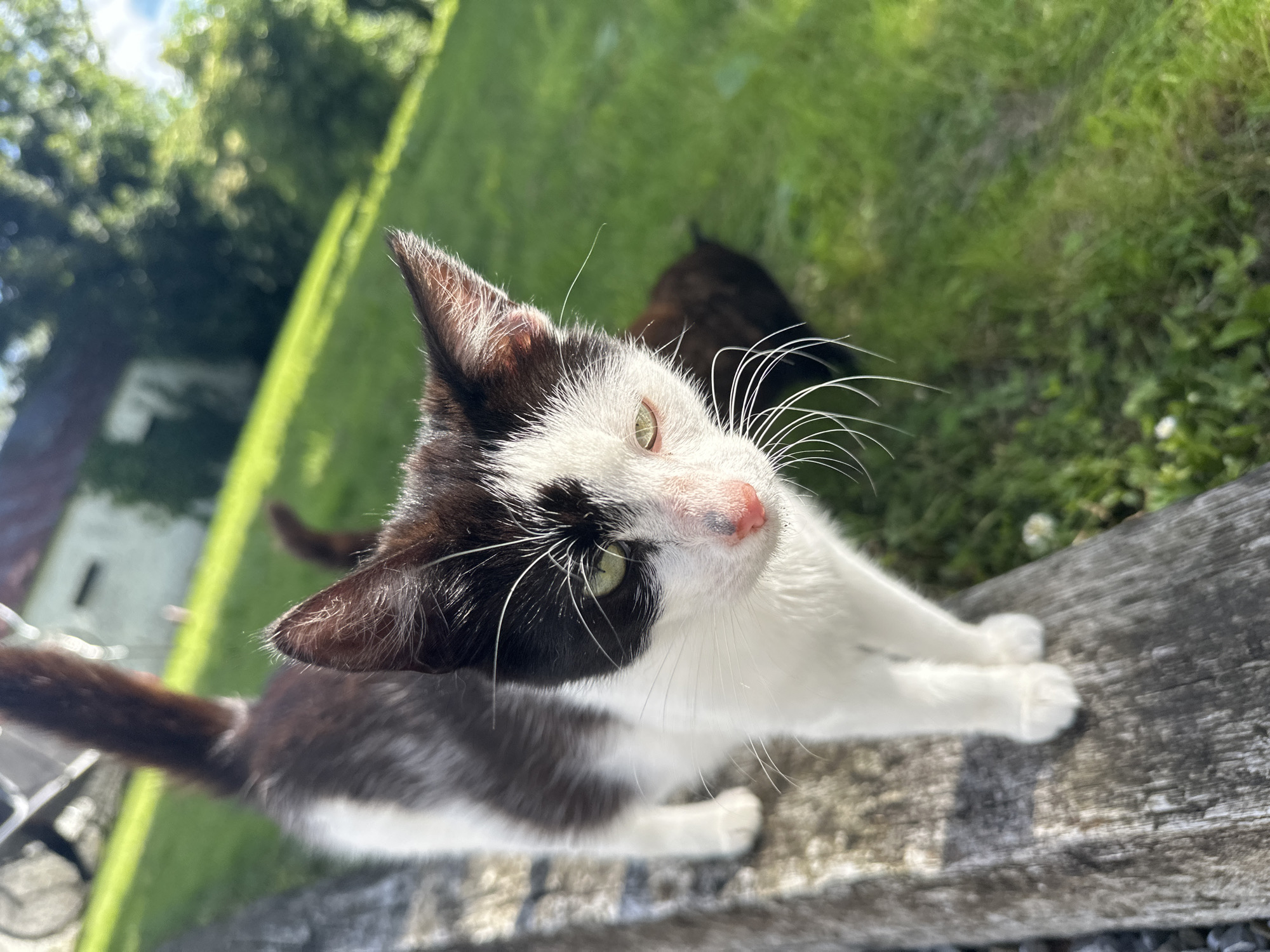The image shows a close-up, eye-level view of a black and white kitten standing on a weathered wooden surface. The kitten is positioned slightly to the left of the frame, facing towards the right with its head turned to look at the camera. It has green eyes, a pink nose, and prominent white whiskers. Its fur is predominantly white on its chest and legs, with black markings on its back and head. The background consists of a lush green lawn and trees, suggesting an outdoor, possibly rural, environment. Sunlight illuminates the scene, casting soft shadows. A second, darker-colored cat is partially visible in the background, blurred and out of focus. The wooden surface appears to be a railing or fence post. The location is described as Moortown, Ireland.