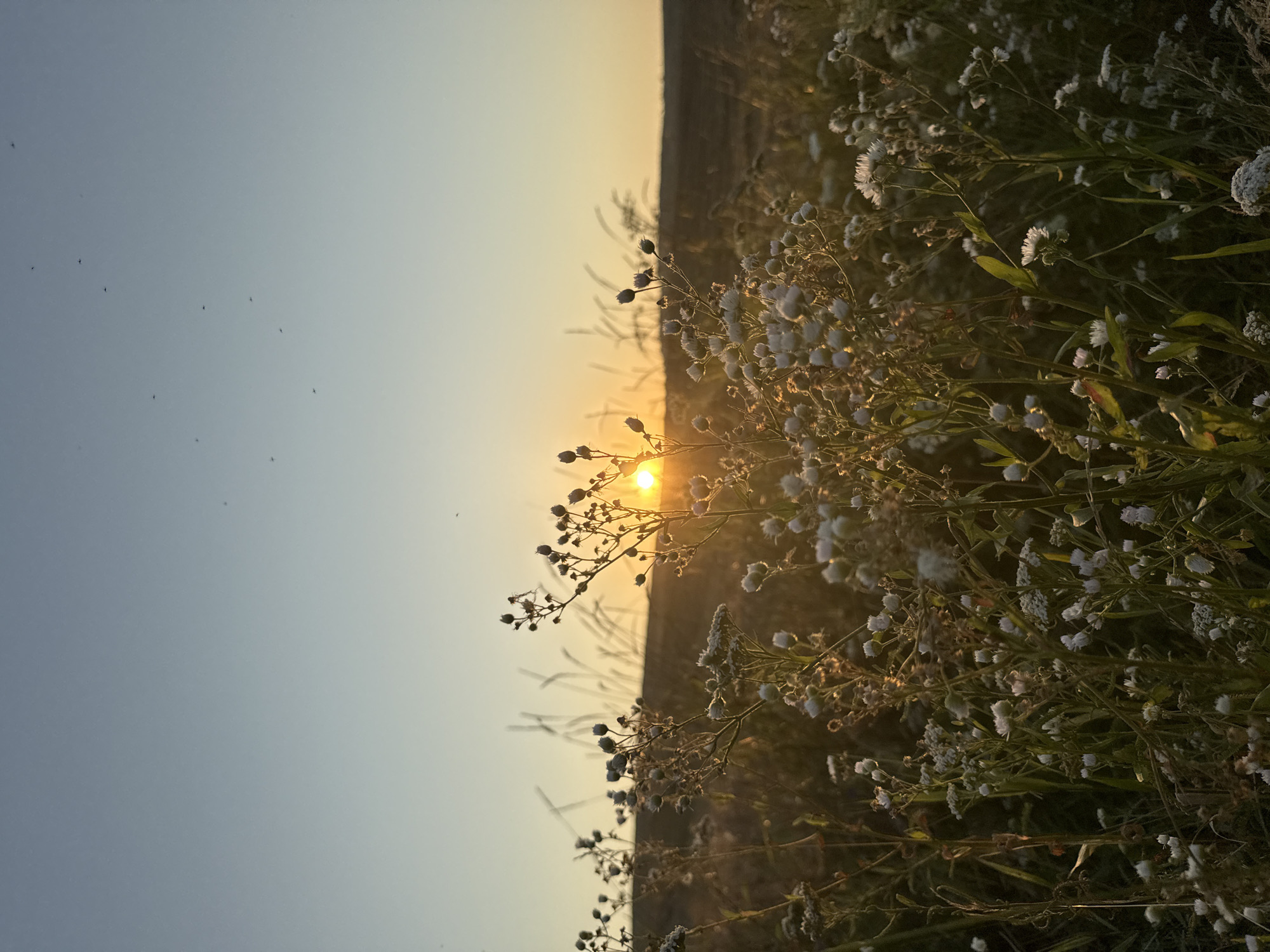 This is a vertical, eye-level, medium shot of a field of wildflowers during sunset. The sun is setting behind a distant hill, casting a golden glow on the scene. The wildflowers in the foreground are small and white, with some buds still closed. The sky is a gradient of pale blue to soft yellow. Several tiny dark specks, likely insects, are visible in the sky. The overall impression is one of peace and natural beauty.