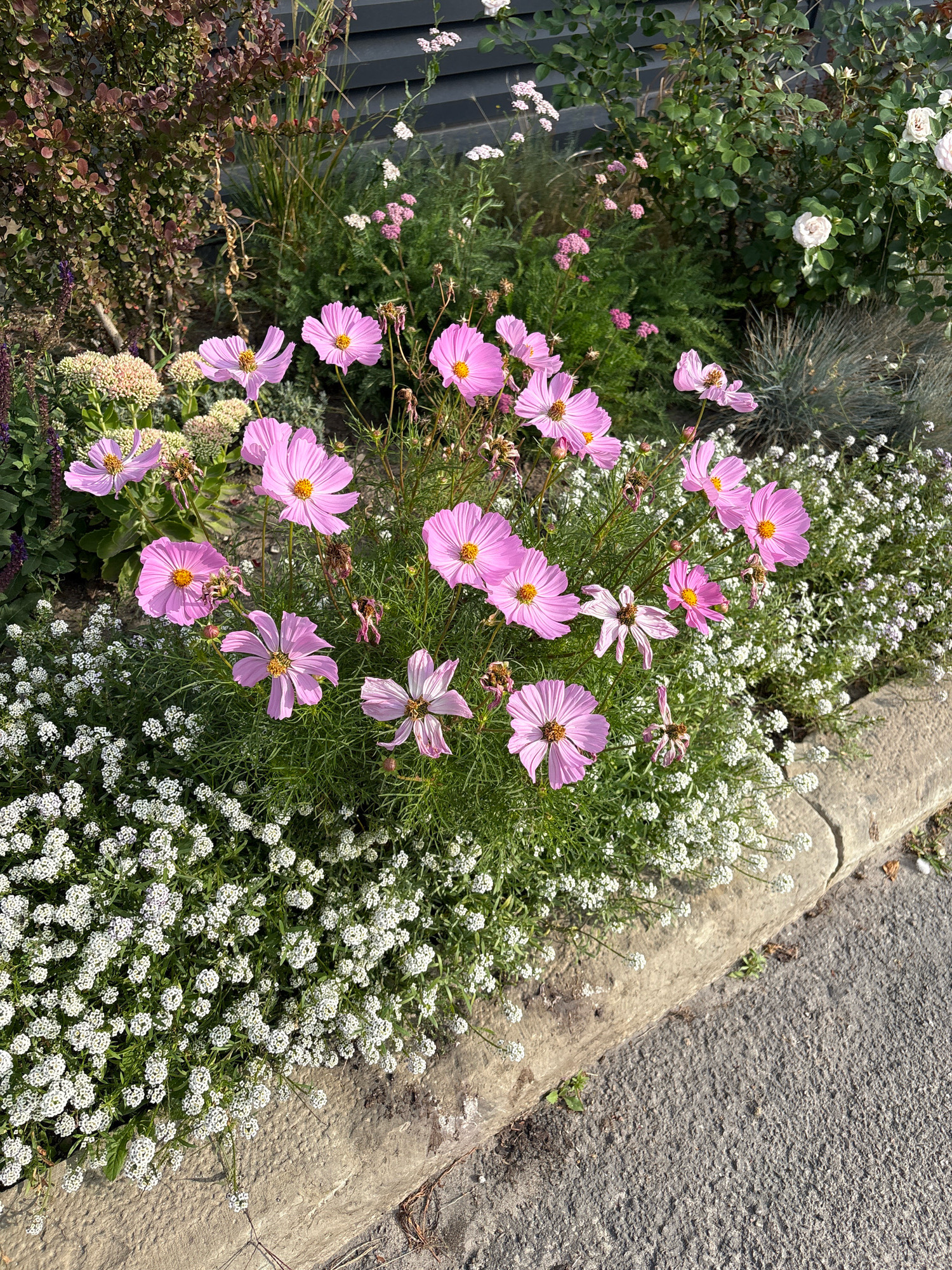 The image depicts a close-up view of a garden bed featuring a cluster of vibrant pink cosmos flowers with yellow centers, interspersed with small white flowers and green foliage. A stone border separates the garden bed from a grey asphalt surface. The background shows a dark wooden fence and various other plants, including a rose bush with white roses and a shrub with dark red leaves. The lighting suggests it is daytime. The specific location in Ternopil, Ukraine is not identifiable from the visual information provided.