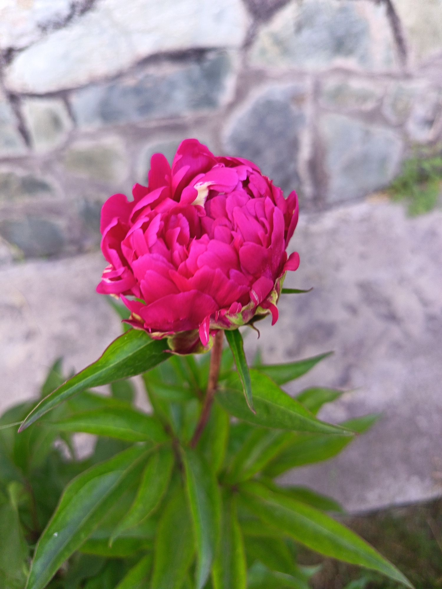 A single, unopened pink peony bud with green leaves is centered in the frame. The bud is tightly furled, showing layers of vibrant pink petals. The leaves are a deep green and serrated. In the background, a weathered stone wall with large, irregularly shaped grey stones serves as a backdrop. The ground appears to be a mixture of concrete and possibly grass or dirt. The scene is captured outdoors, likely in a garden or yard setting within the city of Soloneshnoye, Russia. There are no people or animals visible.