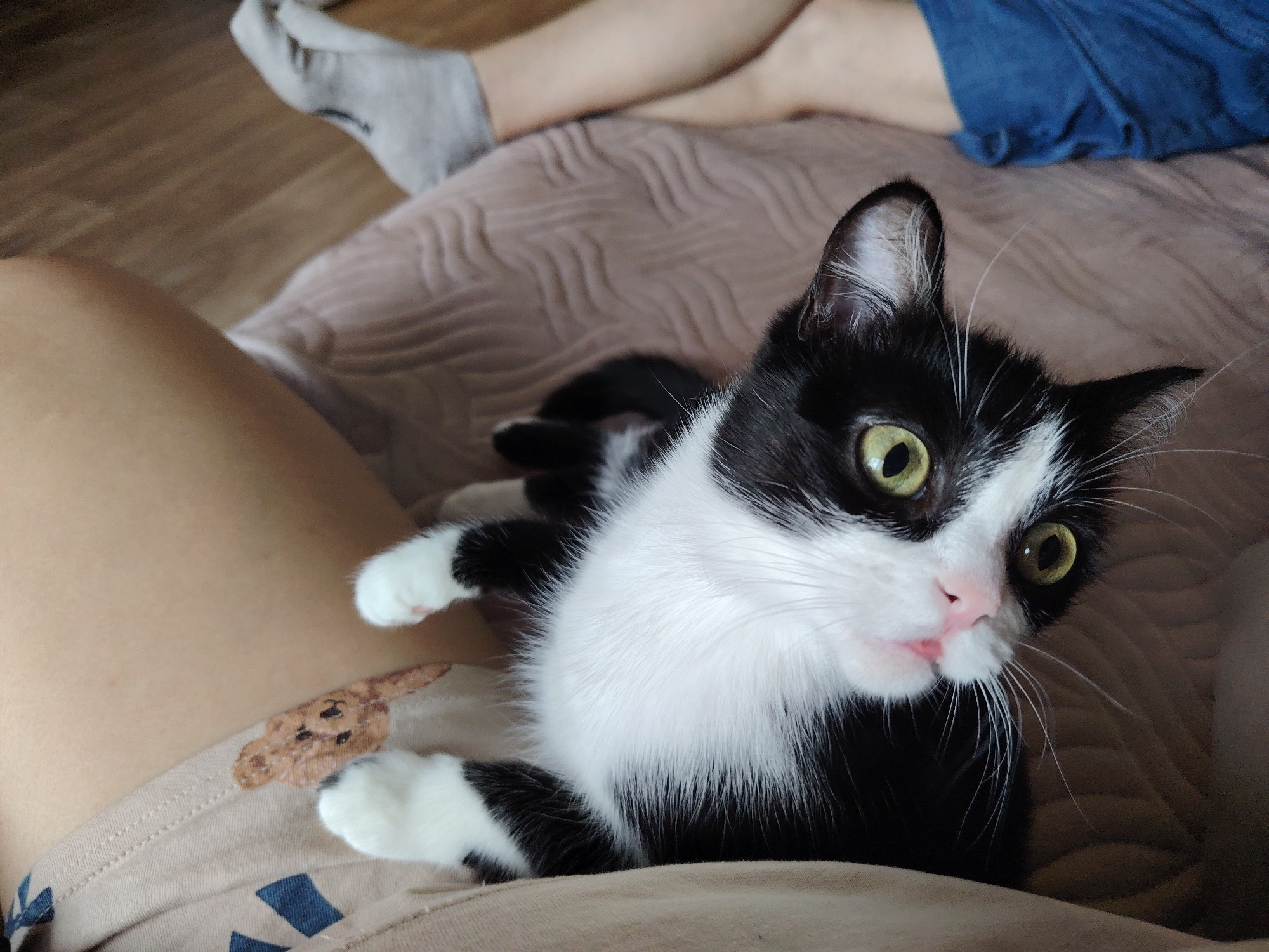 A black and white cat with green eyes is sitting on a person's lap, which is covered in a tan t-shirt with a small brown bear design. The person is sitting on a bed with a tan blanket. A second person's legs are visible in the background, one wearing a grey sock and the other wearing blue shorts. The location is Unknown, Unknown.