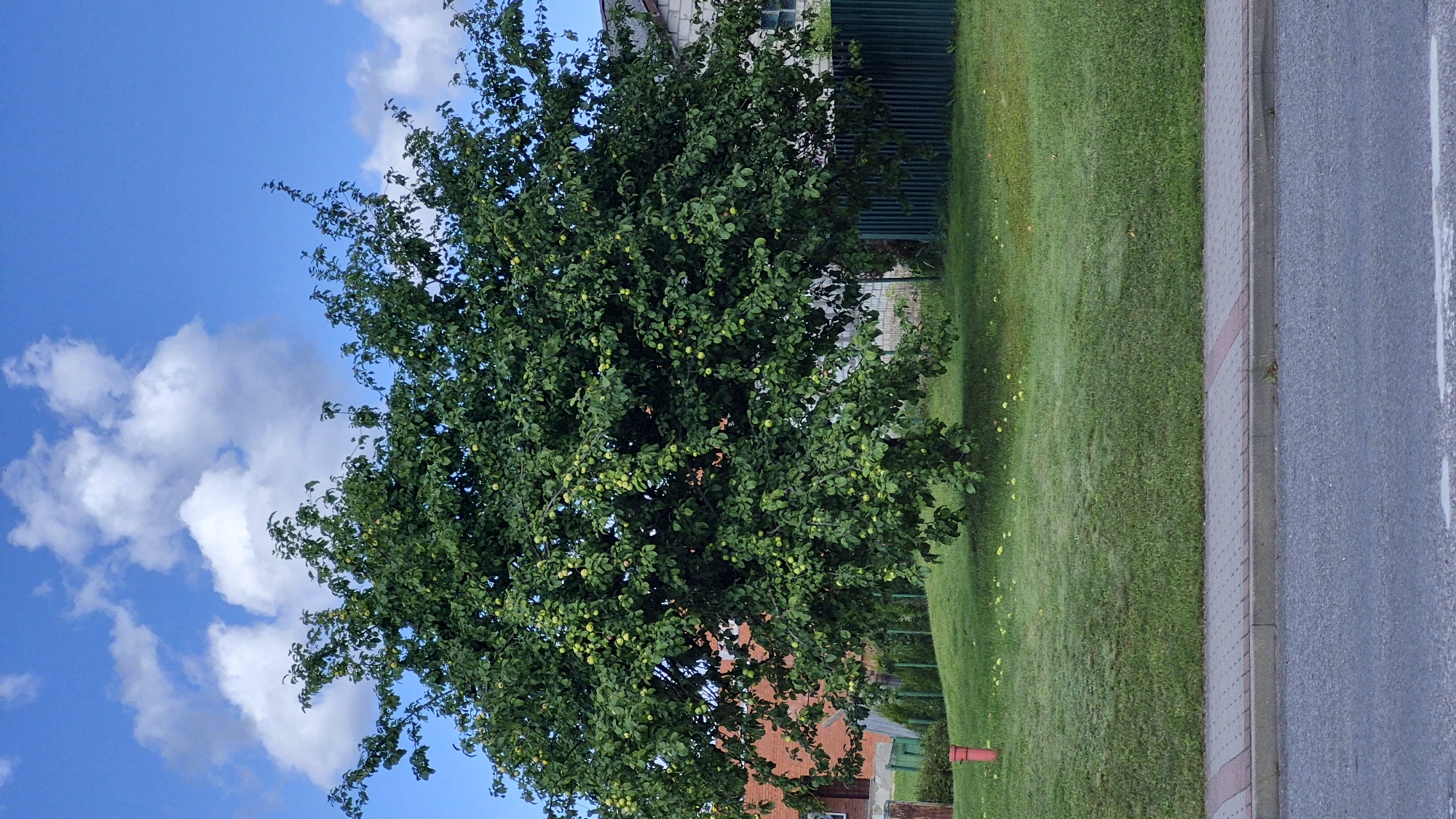 A large, mature apple tree with numerous green apples is the central focus of this outdoor scene. The tree is situated on a grassy slope, with several fallen apples visible on the ground beneath it. A red fire hydrant stands to the left of the tree, on the lawn. Behind the tree and to the right, a dark green metal fence runs horizontally. Beyond the fence, glimpses of buildings with brick and light-colored siding are visible. The sky above is a bright blue with scattered white cumulus clouds. In the foreground, a paved sidewalk with a decorative brick border separates the grassy area from a gray asphalt road. The image appears to be taken in the city of Krāslava, Latvia.