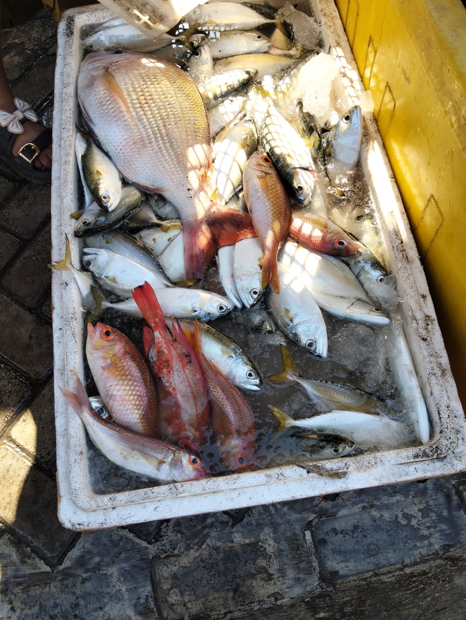 In Muncar, Indonesia, a white styrofoam cooler filled with ice and assorted fresh fish sits on a cobblestone ground, next to a yellow plastic container. The cooler contains a large pink fish, several smaller silver fish, and some reddish fish with prominent eyes. One person's foot, wearing a sandal adorned with a white bow, is visible on the left side of the frame, suggesting a market or vendor setting. Sunlight casts shadows across the scene, highlighting the textures of the fish and the surrounding surfaces.