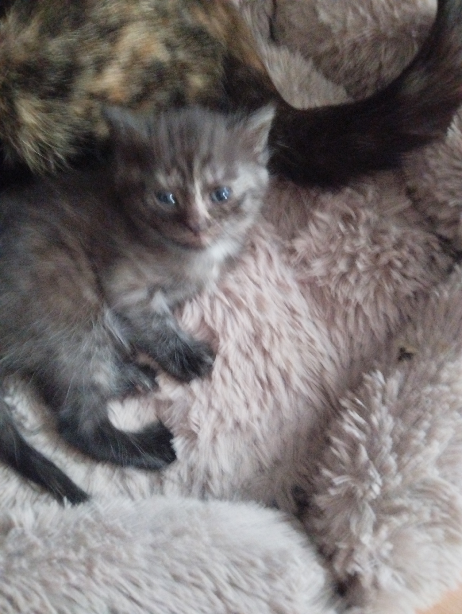 A close-up shot of a small, grey kitten with blue eyes lying on a beige, furry blanket. Another cat, with brown and black fur, is partially visible in the upper left of the frame. The kitten appears to be resting or sleeping. The photo is taken indoors. No information is available about the location being Krasnogorskoye, Russia; there are no discernible landmarks or contextual details to support this.