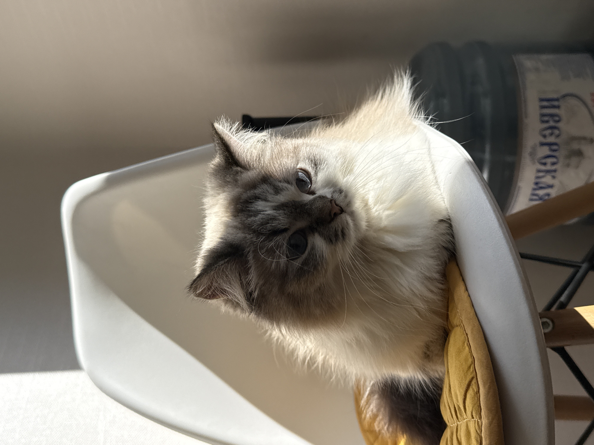A Ragdoll cat with blue eyes and gray and white fur sits on a white plastic chair with a yellow cushion. In the background, a black and white container with Russian text (possibly "НЕВСКАЯ") is visible. The scene is brightly lit with sunlight. The location is unspecified, and it is not possible to confirm the Rostov-on-Don, Russia location solely from the image.