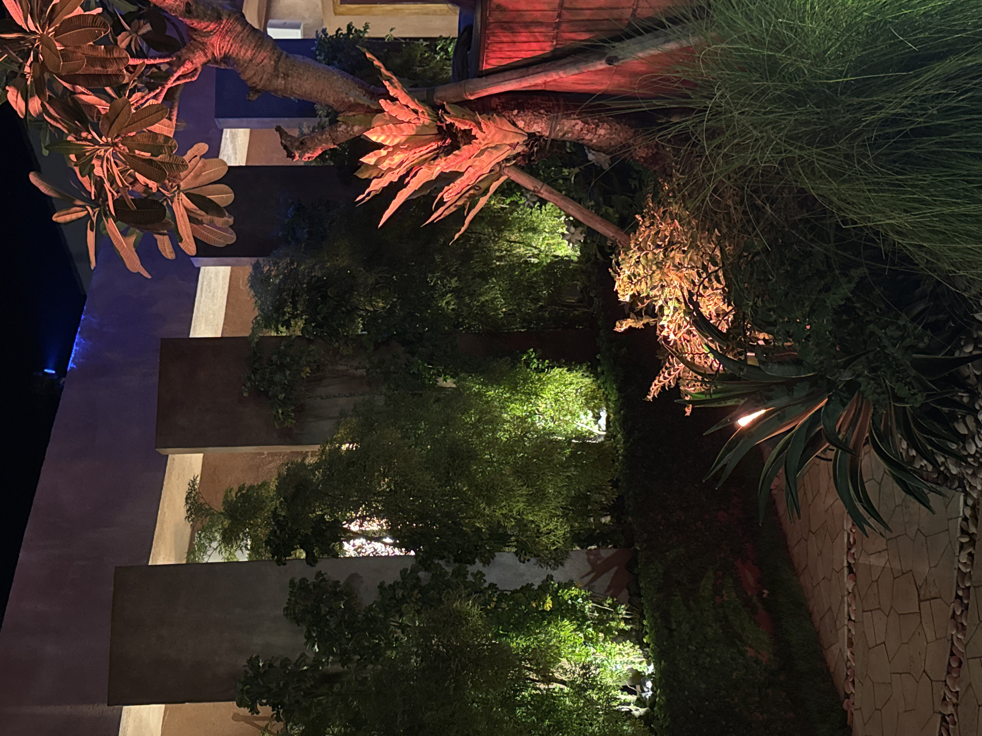 This is a nighttime photograph of a professionally landscaped garden area adjacent to a building in Kuta Selatan, Indonesia. The scene is devoid of people or animals.
In the foreground, a light-colored, irregularly paved stone pathway extends from the lower-left, bordered by rows of small, reddish-brown pebbles. To the right of the pathway, a prominent succulent-like plant with broad, variegated leaves is illuminated from its base by a warm light source. Adjacent to this plant, a dense clump of long, slender green ornamental grasses is visible.
The midground is characterized by a lush arrangement of tropical vegetation. On the right, a multi-trunked tree, possibly a Plumeria species, with distinctive broad leaves, is illuminated intensely by a red-orange spotlight, causing both the trunk and foliage to glow with a warm hue. An epiphytic fern with large, upright fronds is visible growing on the tree's trunk, also bathed in the red-orange light. Wooden support stakes are visible bracing the tree. Behind this tree, a red-orange wooden slatted fence or wall section is present. Toward the center and left midground, dense clusters of green shrubs and smaller trees are illuminated by green-yellow uplights, creating bright areas within the foliage and casting some shadows.
In the background, a building facade features several tall, rectangular, dark brown or grey vertical panels. Between these panels, recessed wall sections are visible, subtly lit by warm, ambient light that appears to emanate from behind the foreground vegetation. A hint of blue accent lighting is visible on the upper-left section of the building structure. The overall lighting scheme emphasizes specific plants and architectural features, contributing to a deliberate aesthetic.