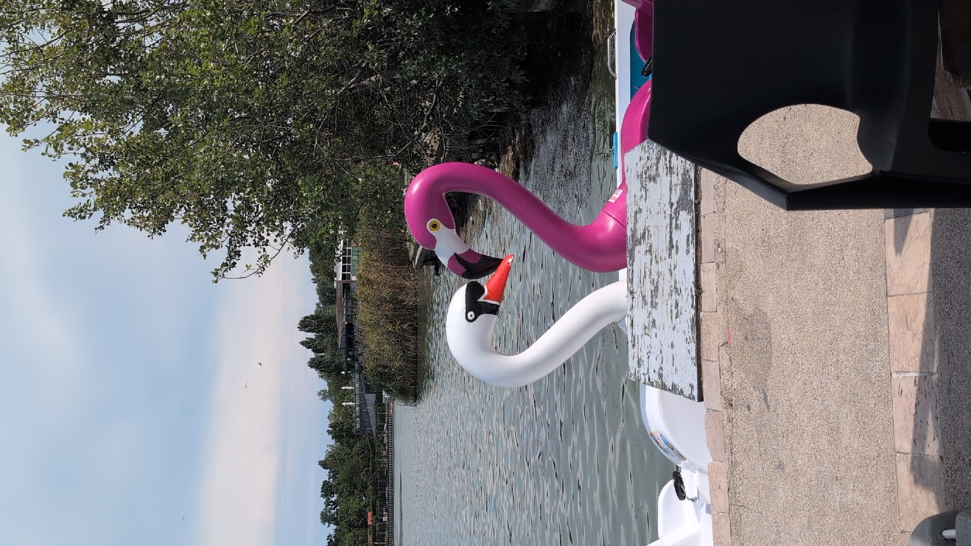 A pair of swan-shaped pedal boats, one white and one pink, are positioned on a body of water, their necks curved together to form a heart shape. They are in the foreground, with a weathered wooden table between them. In the background, a treeline and buildings are visible. This scene is located at the Aqua Magic water park in Mamaia, a resort town near Constanța, Romania. The sky is cloudy, and the water is rippled. A black plastic chair is partially visible in the lower right corner.
