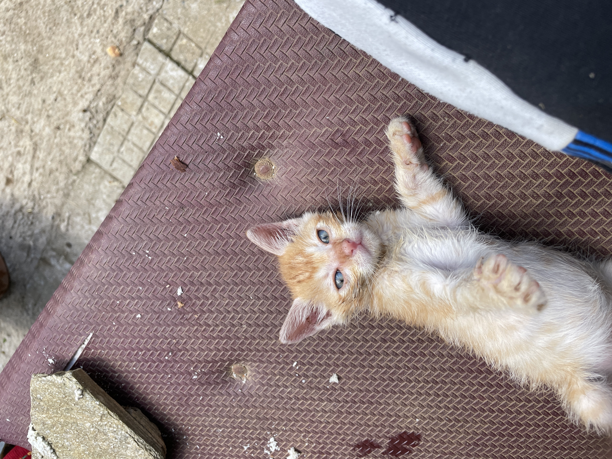 A small, ginger-and-white kitten with blue eyes lies on its back on a brown, textured surface. Part of a concrete area is visible in the upper left corner, along with a stone block. In the upper right, a white object and blue cable are partially visible. The scene appears to be outside. The location in the city of Zlatograd, Bulgaria cannot be verified from the image.