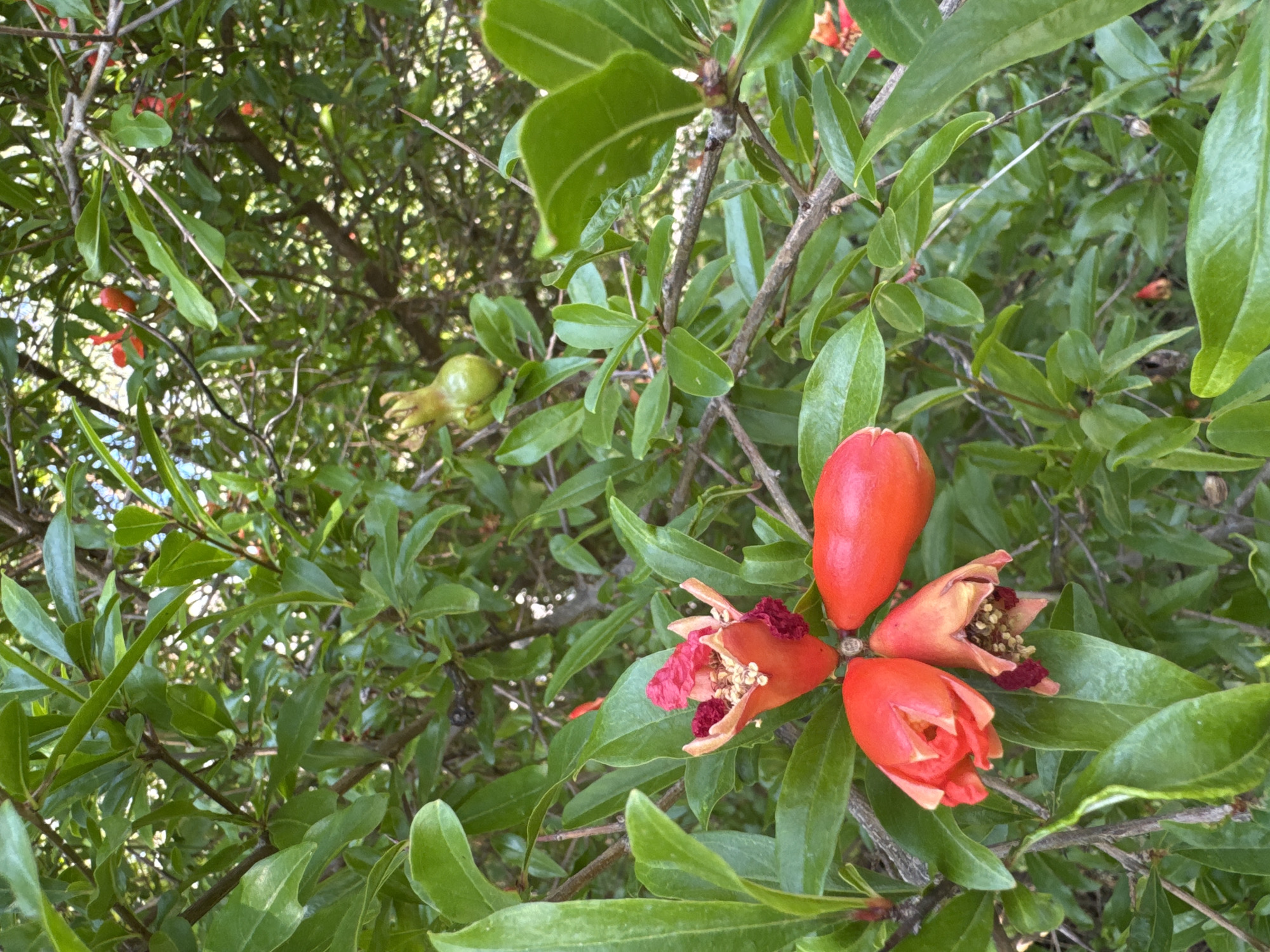 The image shows a close-up view of a pomegranate tree branch with lush green foliage. Several bright red pomegranate flowers are in bloom, some fully open, revealing their stamen and pistils. There are also several small, green, unripe pomegranate fruits visible, some budding and some more developed. The background is a dense canopy of leaves, suggesting an outdoor setting, likely in a garden or natural environment. The lighting indicates it is daytime, with dappled sunlight filtering through the leaves. The image does not contain any people or specific recognizable landmarks that would indicate a location within Rafailovići, Montenegro.