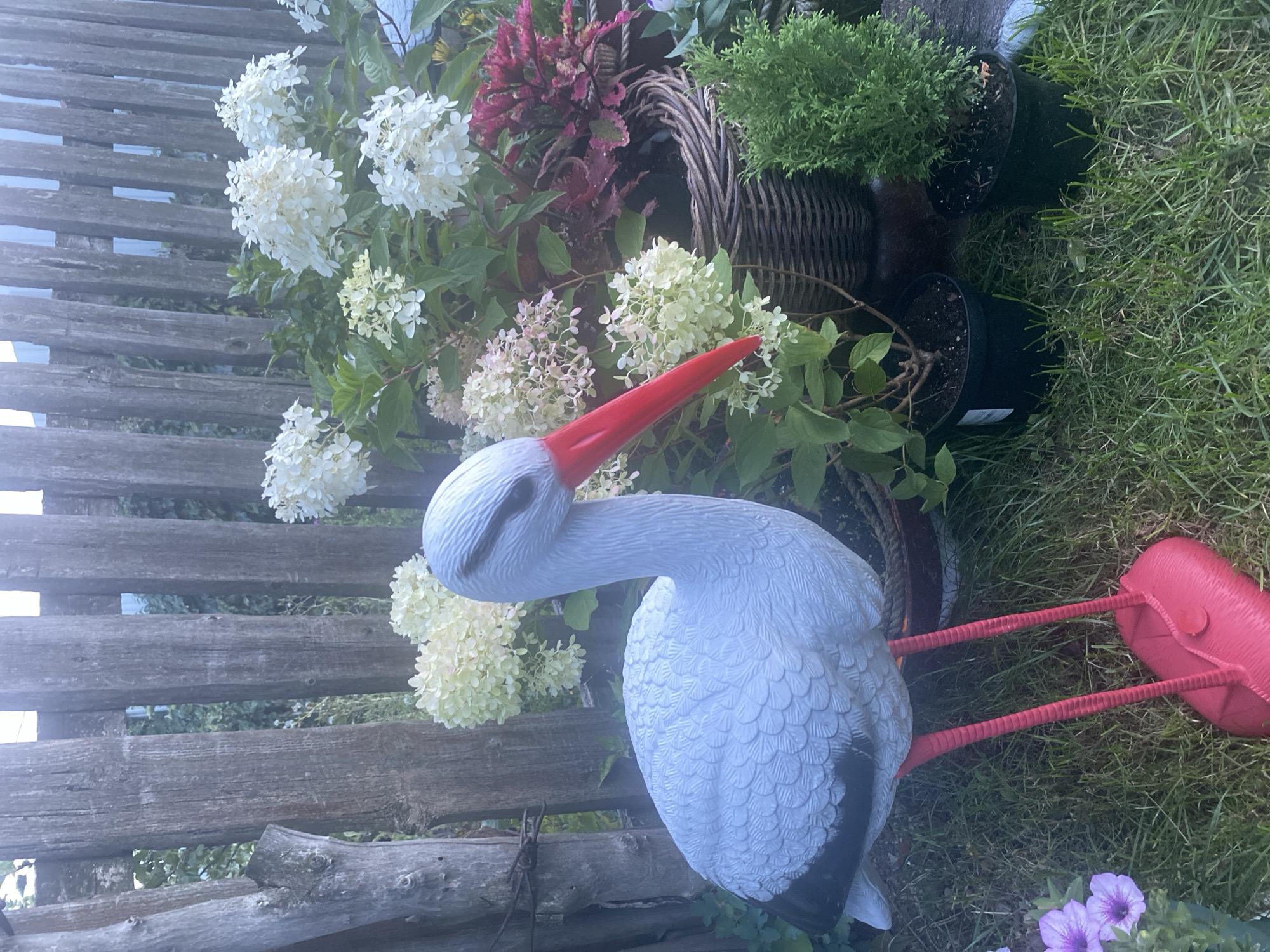 The image depicts a garden scene in Oktyabrsk, Russia. In the foreground, a white and black stork statue with red legs and beak stands on a grassy lawn. Behind the statue, a wooden fence provides a backdrop. Lush green plants and white hydrangeas bloom, interspersed with a wicker basket containing red and green foliage. A small evergreen plant in a black pot is situated to the right of the basket. Purple flowers are visible in the lower left corner. The lighting suggests it is daytime, possibly late afternoon or early evening.