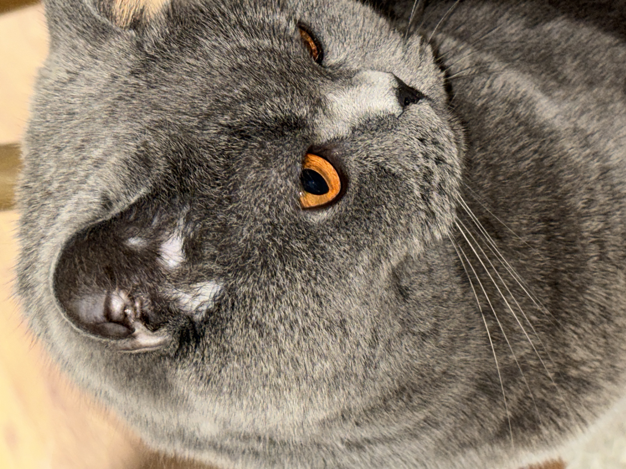 The image is a close-up portrait of a grey British Shorthair cat. The cat's fur is dense and has a slightly mottled appearance. Its prominent features include bright orange eyes, a small black nose, and long white whiskers. The cat is looking downwards and slightly to the right, with its head tilted. The background is softly blurred, showing warm, light brown tones, possibly a wooden surface or fabric. There are no people, objects, or environmental elements indicative of a specific city or location like Plovdiv, Bulgaria. The image is solely focused on the cat's face and upper body.