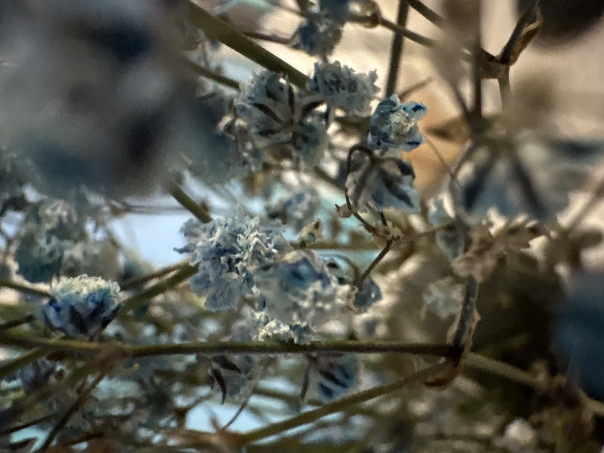 This media file is a close-up, macro photograph of dried baby's breath flowers. The flowers are small, clustered, and appear to be artificially dyed in shades of blue and white. They are attached to thin, brown stems, creating a delicate, airy arrangement. The background is blurred and out of focus, with hints of lighter and darker tones, suggesting an indoor setting or a diffuse natural light. The shallow depth of field isolates the flowers and their intricate textures, highlighting the delicate petals and the structure of the dried blooms. There is no discernible text or specific time of day indicated. The overall impression is one of delicate, preserved beauty, perhaps part of a floral arrangement or craft. The location context of Chaikovsky, Russia, does not provide specific visual cues within the image itself.