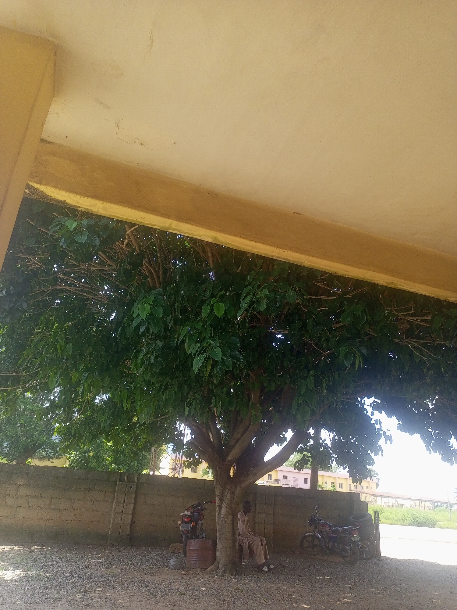 A man is seated under a large tree in the city of Serti, Nigeria. He is wearing a light-colored robe and appears to be resting. The tree is in full bloom, with lush green leaves providing shade. Beside the tree, there are two motorcycles parked next to a barrel. Behind the tree and motorcycles, a brick wall is visible, with buildings in the distance. The ground is covered in gravel. The scene suggests a quiet, shaded spot in a moderately urban or semi-urban environment.