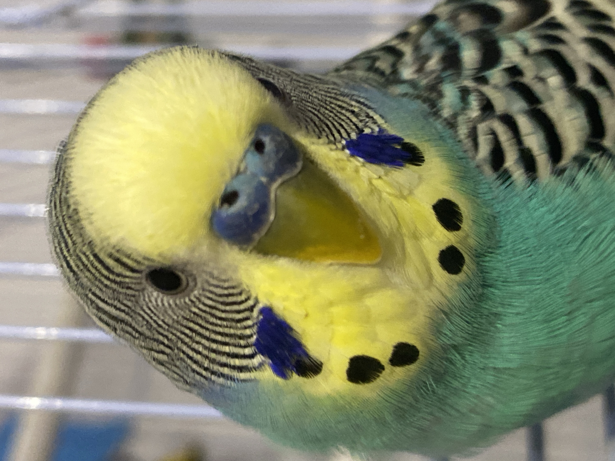 Close-up of a budgerigar, showing the head, upper body, and cage bars. The bird has a yellow head, a blue cere, and a yellow beak. Its body is turquoise with black spots and markings on the back of the head. The cage bars are white.