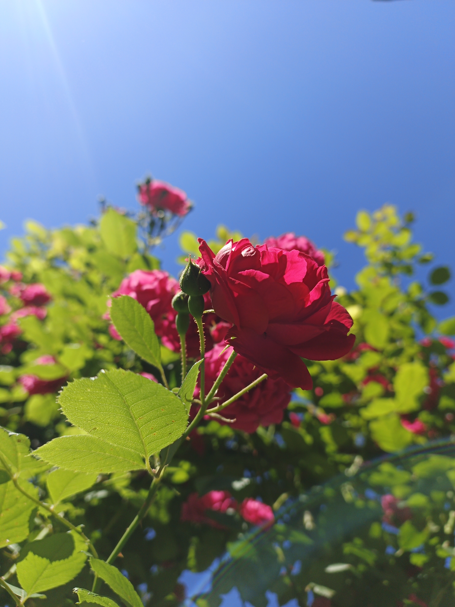 A close-up, low-angle shot captures a cluster of bright red roses in bloom against a vivid blue sky. The roses are the primary focus, with the closest bloom prominently featured on the right side of the frame, its petals unfurling and catching the sunlight. Several green leaves, some in sharp focus and others blurred in the background, surround the flowers. A few rosebuds are also visible, one in sharp detail near the main bloom. The background consists of more out-of-focus rose blossoms and foliage, all set against the clear, bright blue sky. A faint lens flare is visible in the upper left corner, emanating from the sun. The image was taken in Marynivka, Ukraine.