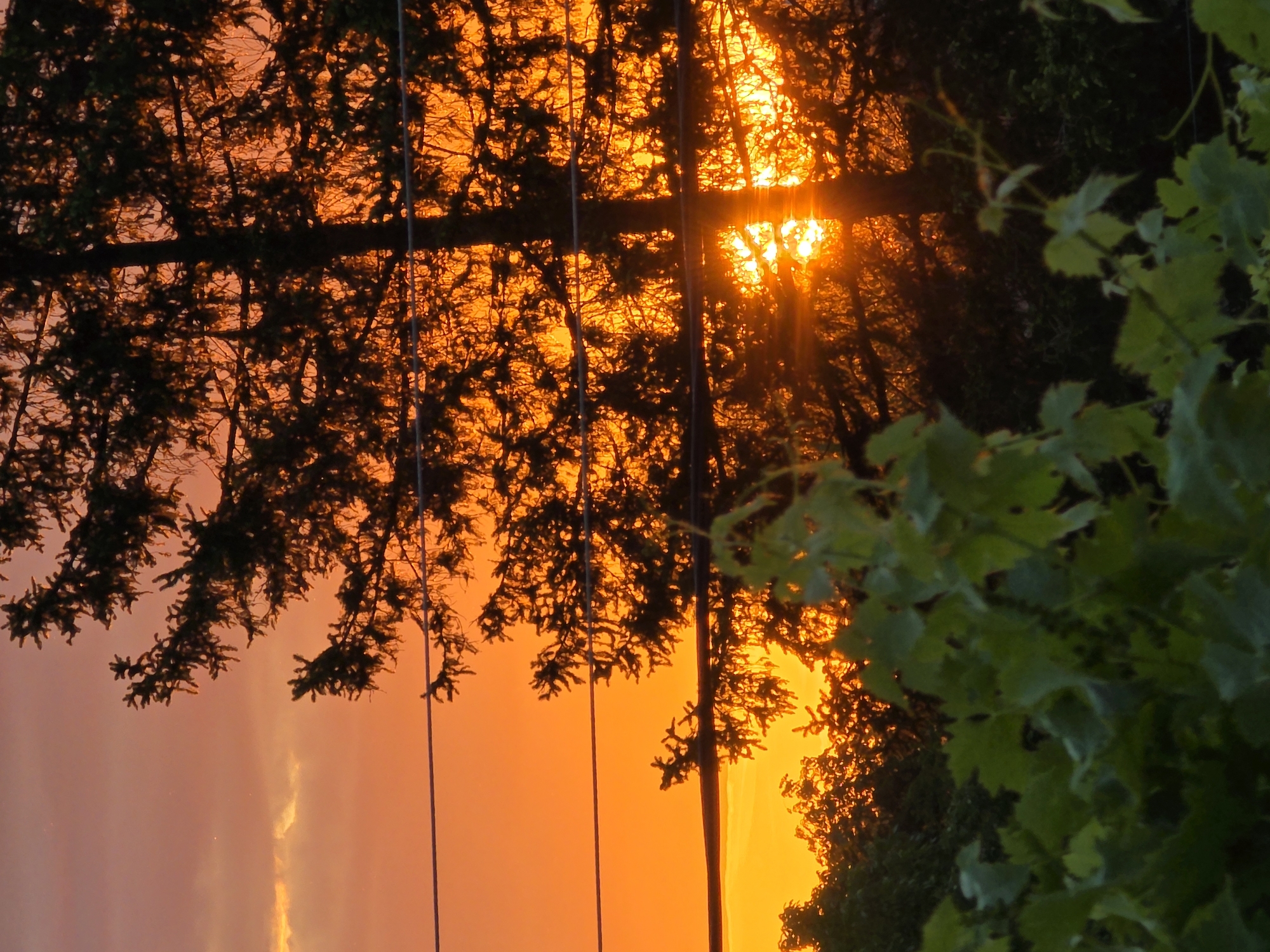 The image captures a vivid sunset or sunrise in Yagodovo, Bulgaria, partially obscured by tree branches and foliage. The sky is awash in orange and yellow hues. Silhouetted tree branches are prominent, with the light source peeking through the dense foliage. Electrical wires are vertically crossing the scene. Green leaves are visible in the right foreground, possibly part of a vine or shrub.