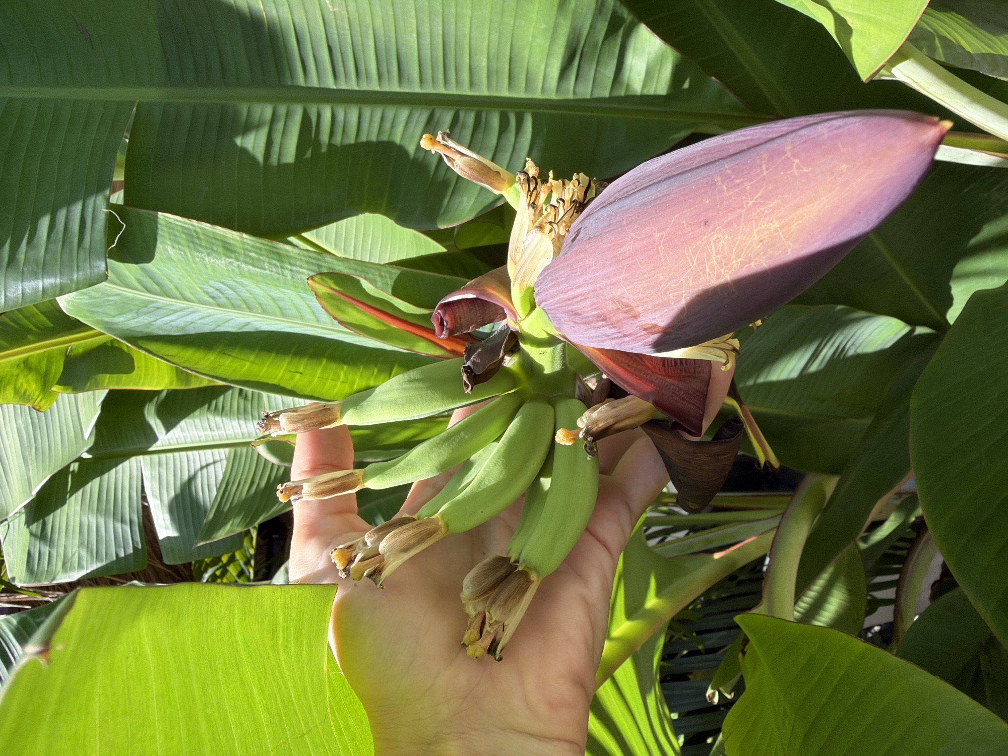 In Ko Samui District, Thailand, a hand is gently holding a cluster of developing bananas and a banana flower against a backdrop of lush, green banana leaves. The hand, with its pale skin, cradles the young green bananas, some of which are still attached to their stalks and show small, dried remnants of flowers. The banana flower, a prominent, teardrop-shaped bud with purple bracts, hangs downwards, partially obscuring the developing fruit. The surrounding leaves are broad and textured, catching the bright sunlight and casting shadows, indicative of a tropical outdoor environment. The image captures a moment of growth and natural beauty within a garden or plantation setting.