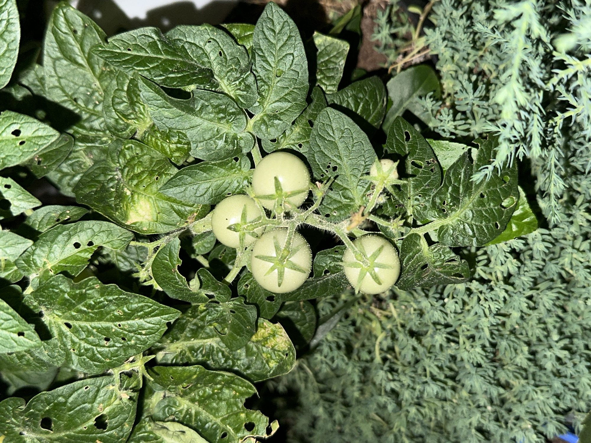 The image shows a close-up of a tomato plant with several unripe, green tomatoes. The leaves of the plant are green but show signs of damage, with several small holes in them. The plant is growing amongst other greenery, and appears to be outdoors. The image does not provide any information about the location in the city of Sochi, Russia. There are no people, actions, or interactions depicted in the image.