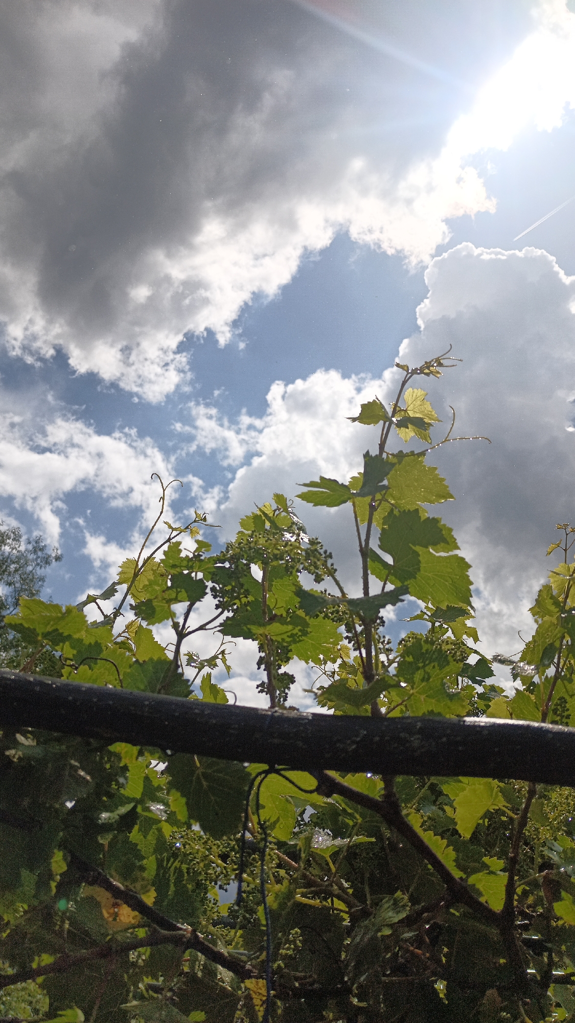 The image depicts a vineyard against a backdrop of a partly cloudy sky with the sun shining brightly. The focus is on the grape vines, which appear to be in an early stage of fruit development with small, unripe grapes visible. A dark, possibly metal, bar is visible in the mid-ground, likely a support for the vines. There are no people visible in the frame. The location is Muzga, Bulgaria.