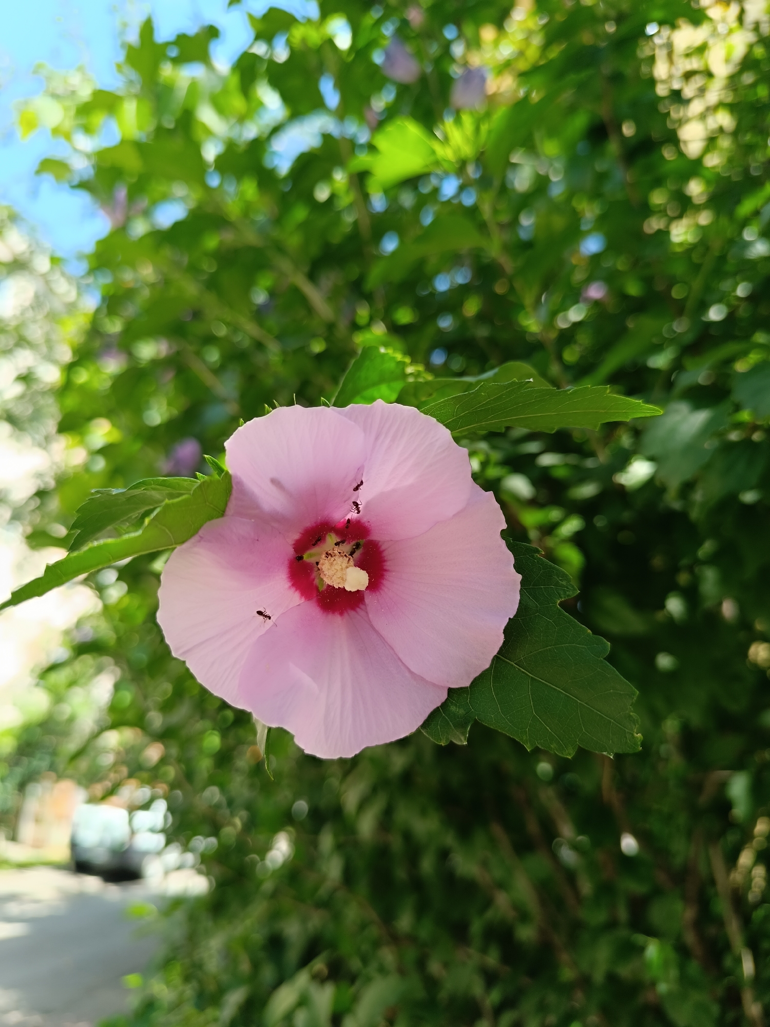 A close-up, eye-level, medium shot captures a light pink hibiscus flower in bloom. The flower is centered, with its petals unfurling and a deep pink center. Several small black ants are visible on the flower's surface, with some appearing to interact with the stamens and pistil. The flower is surrounded by lush green foliage, which is blurred in the background, creating a bokeh effect. Sunlight filters through the leaves, casting dappled light. To the left and in the background, a hint of a paved area and a blurry, light-colored vehicle can be seen, suggesting an urban setting. The sky is visible in the upper left corner, a bright, clear blue. The scene is set outdoors, likely in a garden or park within the city of Târgu Jiu, Romania, judging by the presence of urban elements and the characteristic flora. No people are present in the immediate vicinity of the flower.