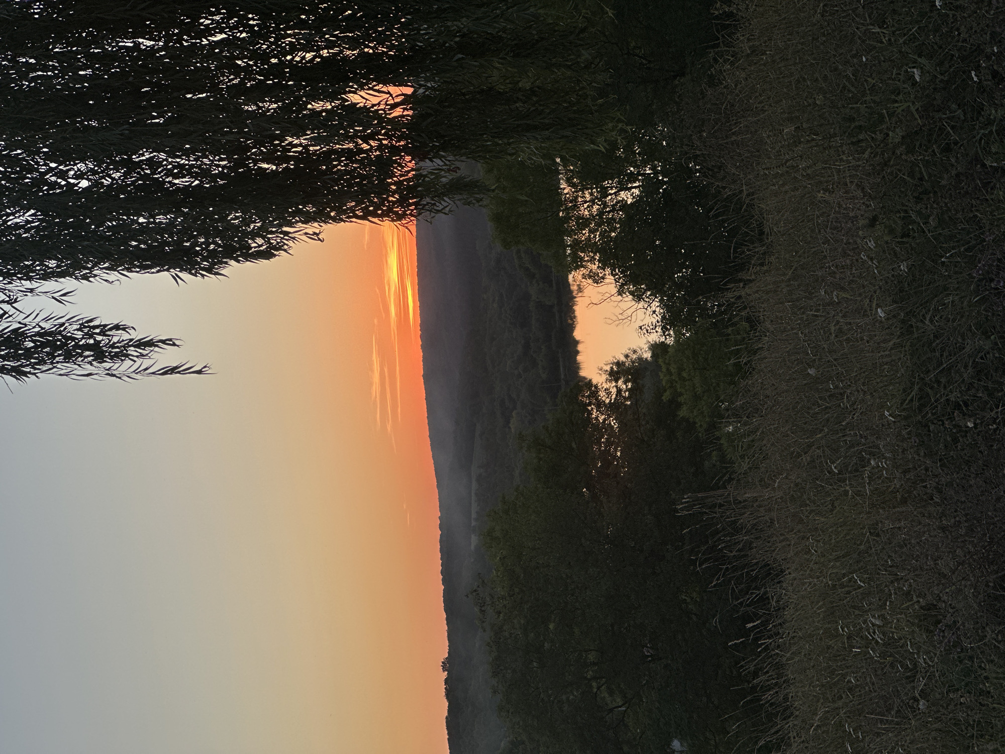 The image captures a sunset over a rural landscape, likely in or around Makiv, Ukraine. The sky transitions from a pale blue at the top to a vibrant orange and pink hue near the horizon, where the sun is setting behind a line of rolling, tree-covered hills. In the foreground, a field of tall, dry grass and wildflowers slopes downwards. A large, dark tree, possibly a willow, hangs from the upper right corner of the frame, its long, wispy branches obscuring part of the sky and landscape. Below the horizon, a calm body of water reflects the warm colors of the sunset. Dark green trees dot the landscape surrounding the water and on the hills. The overall scene is tranquil and evokes a sense of evening peace. No people or specific structures are visible.